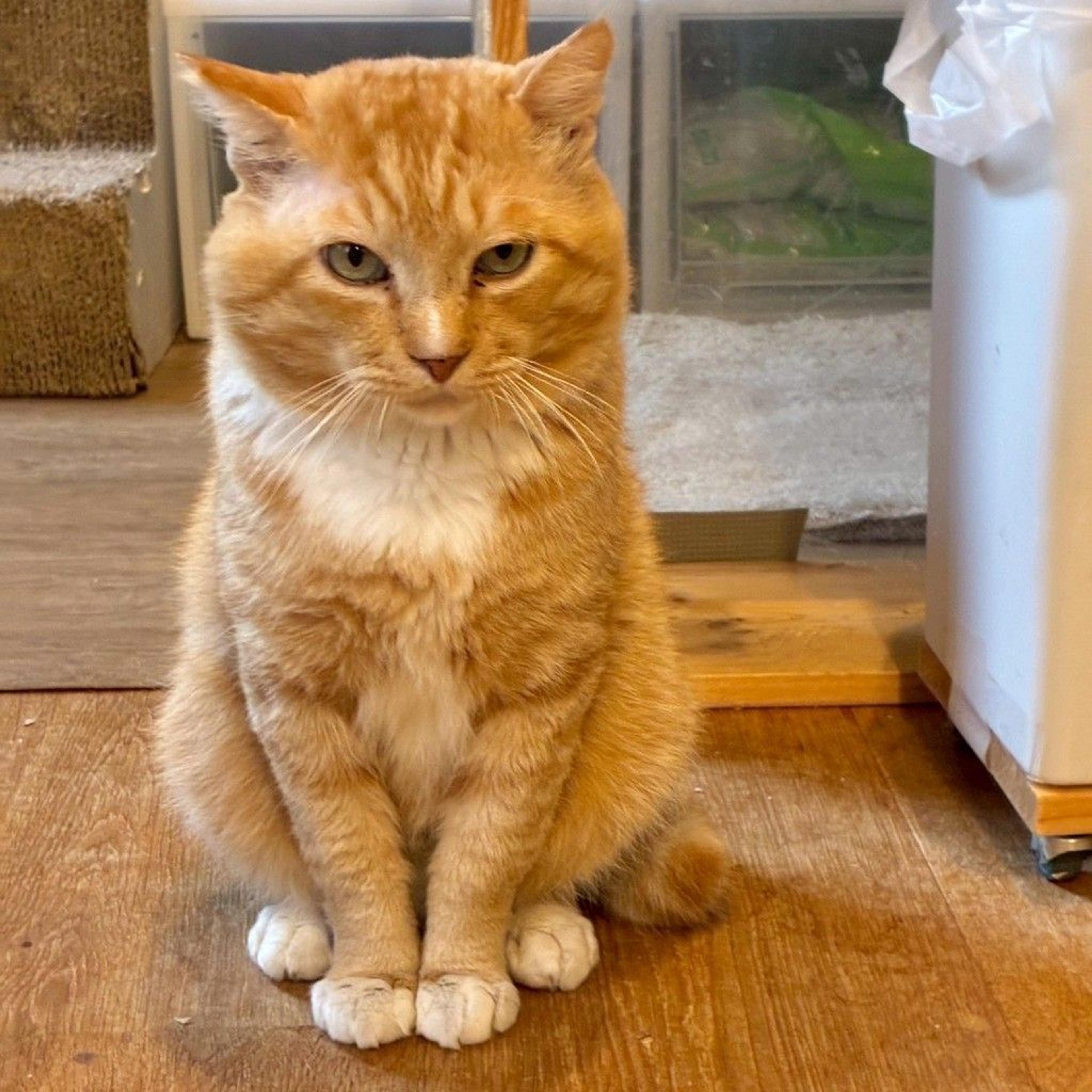 pet-image-2