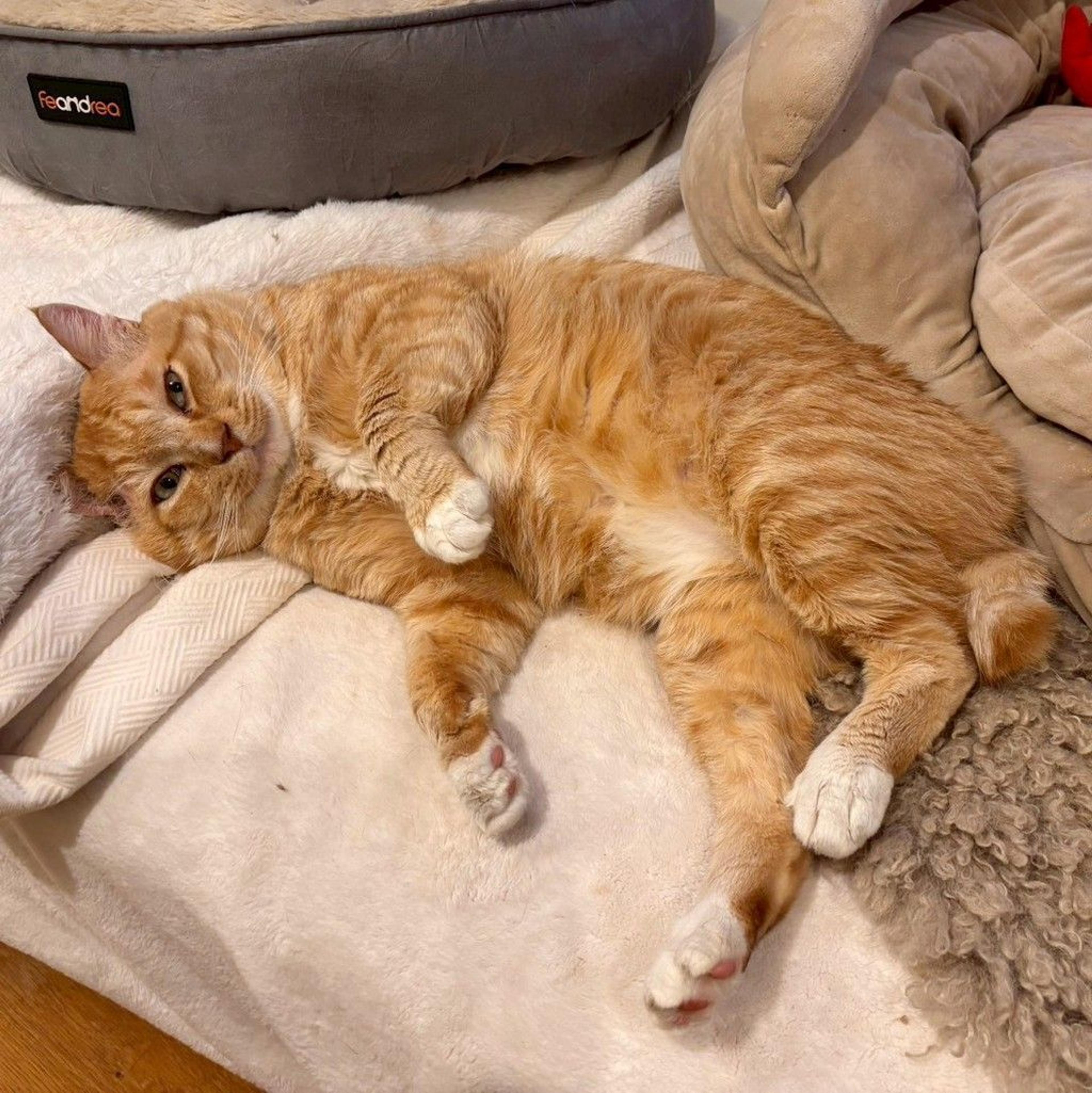 pet-image-3