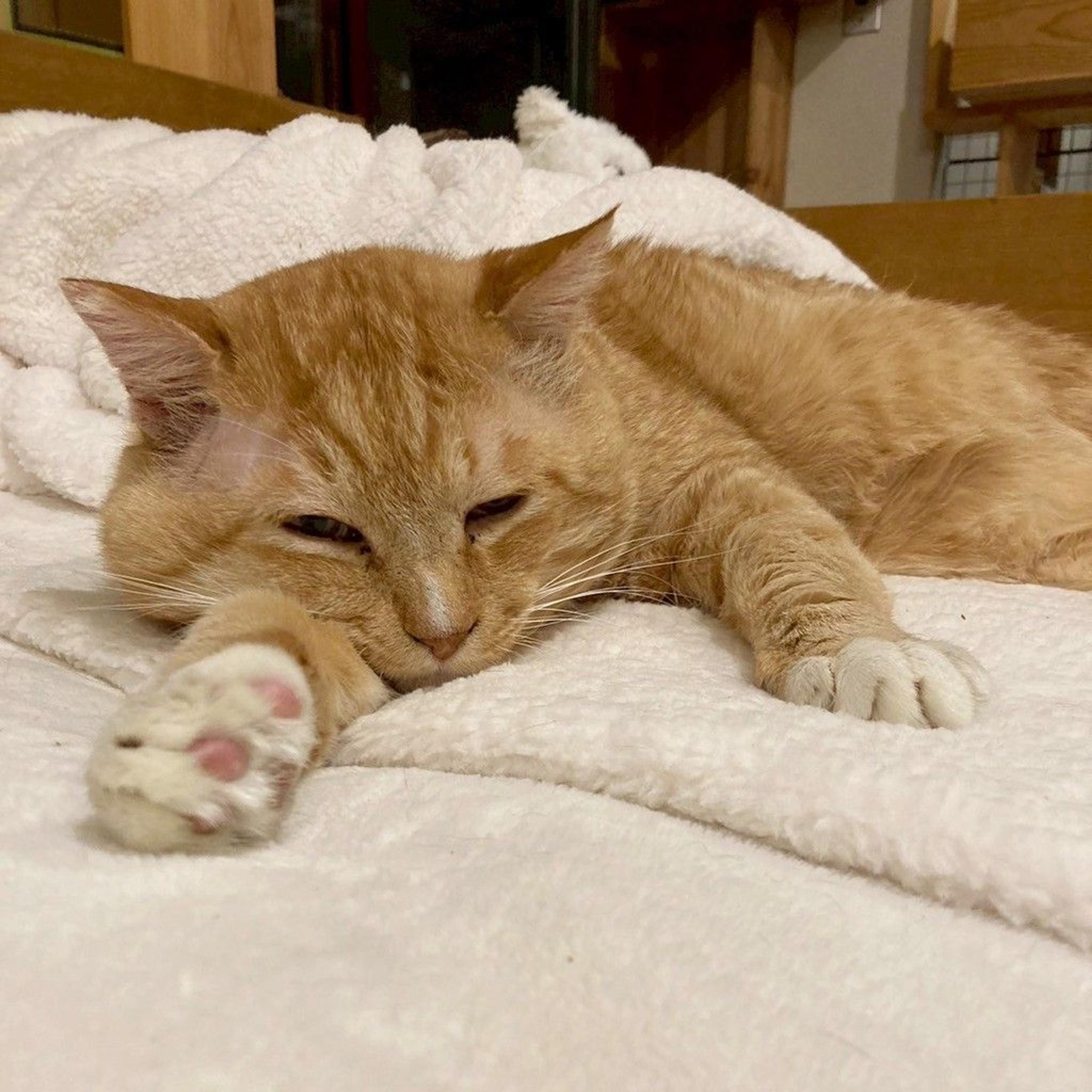 pet-image-4
