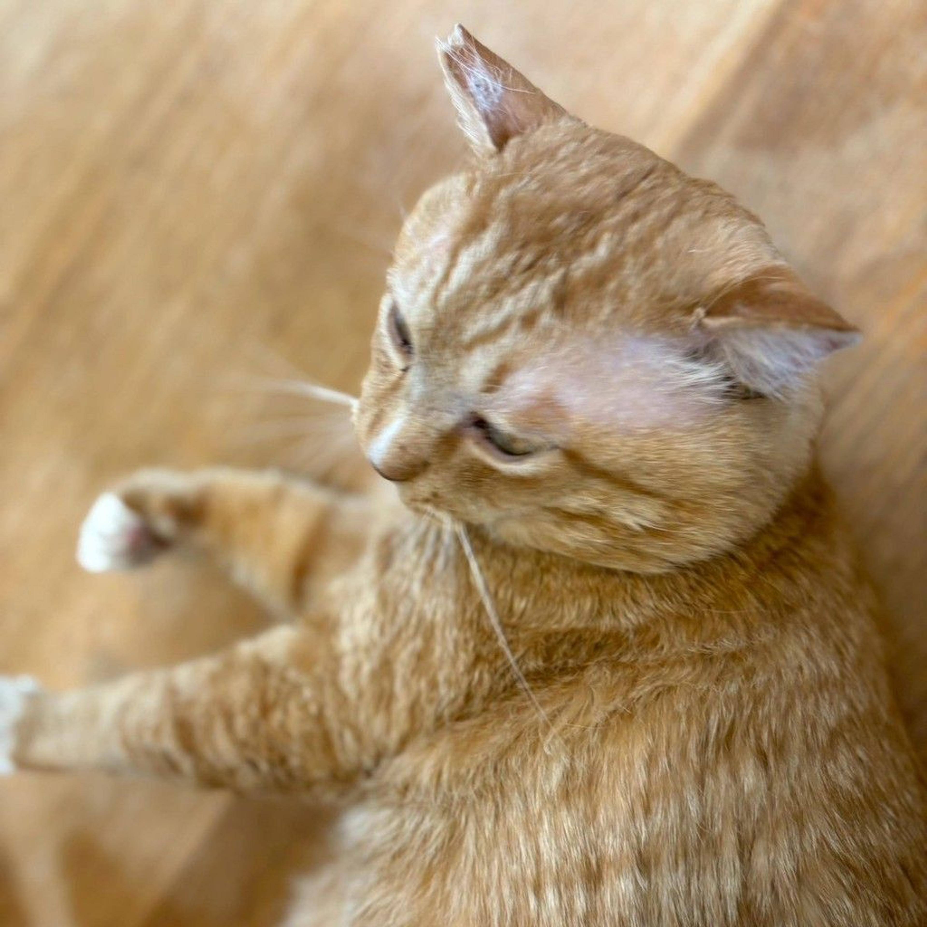 pet-image-5