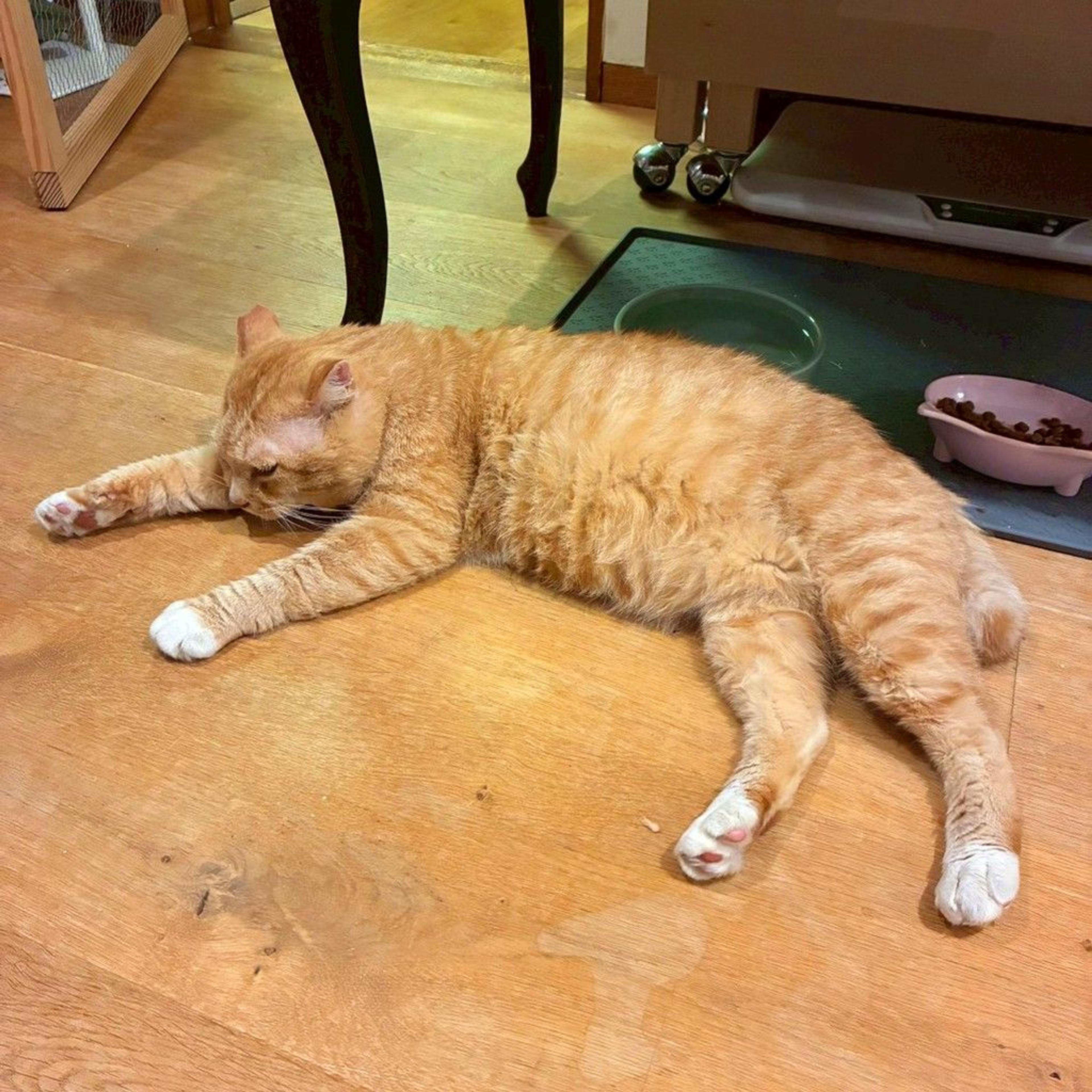 pet-image-6