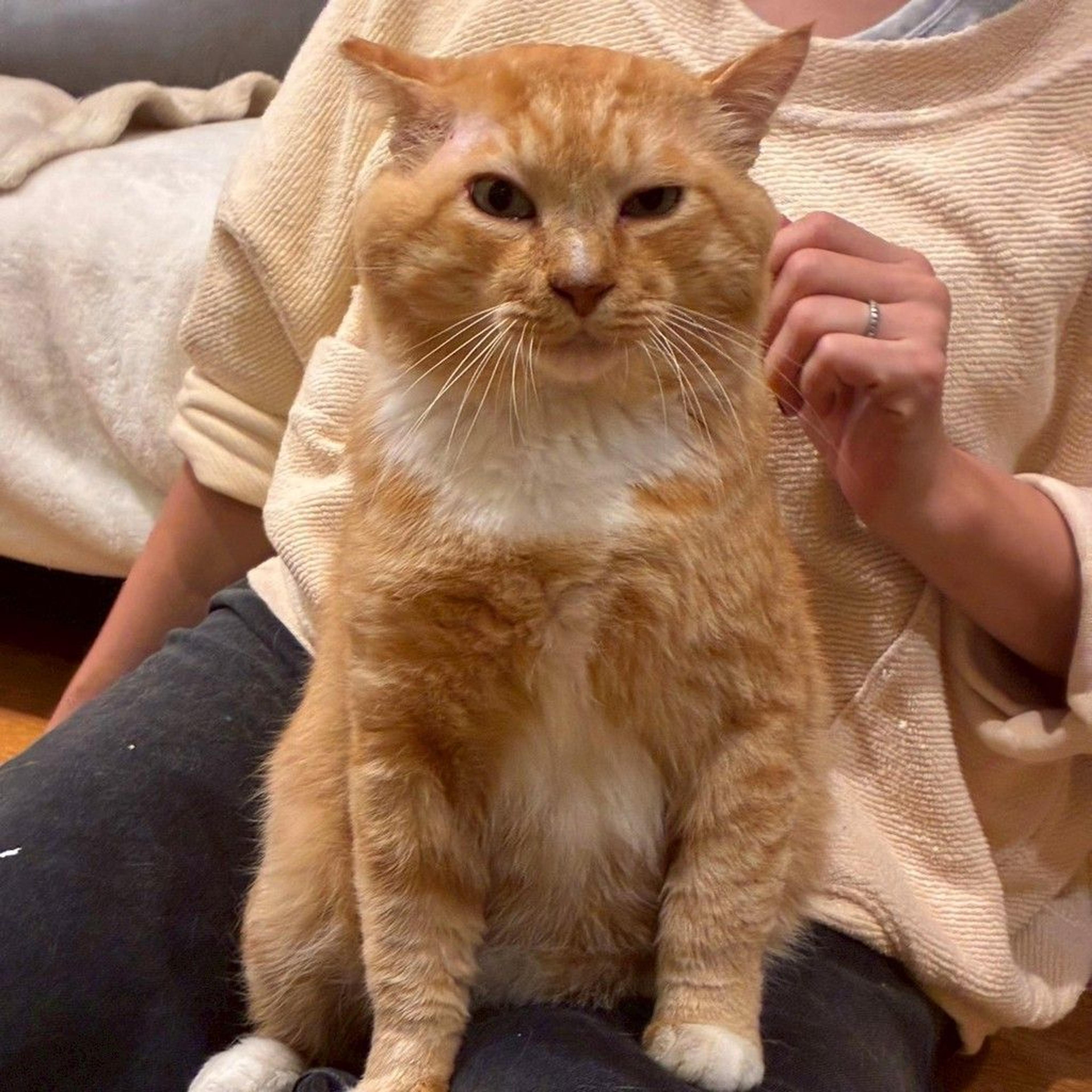 pet-image-8