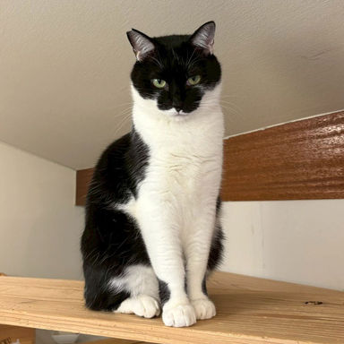 雑種（ミックス猫）・オスの里親募集の写真