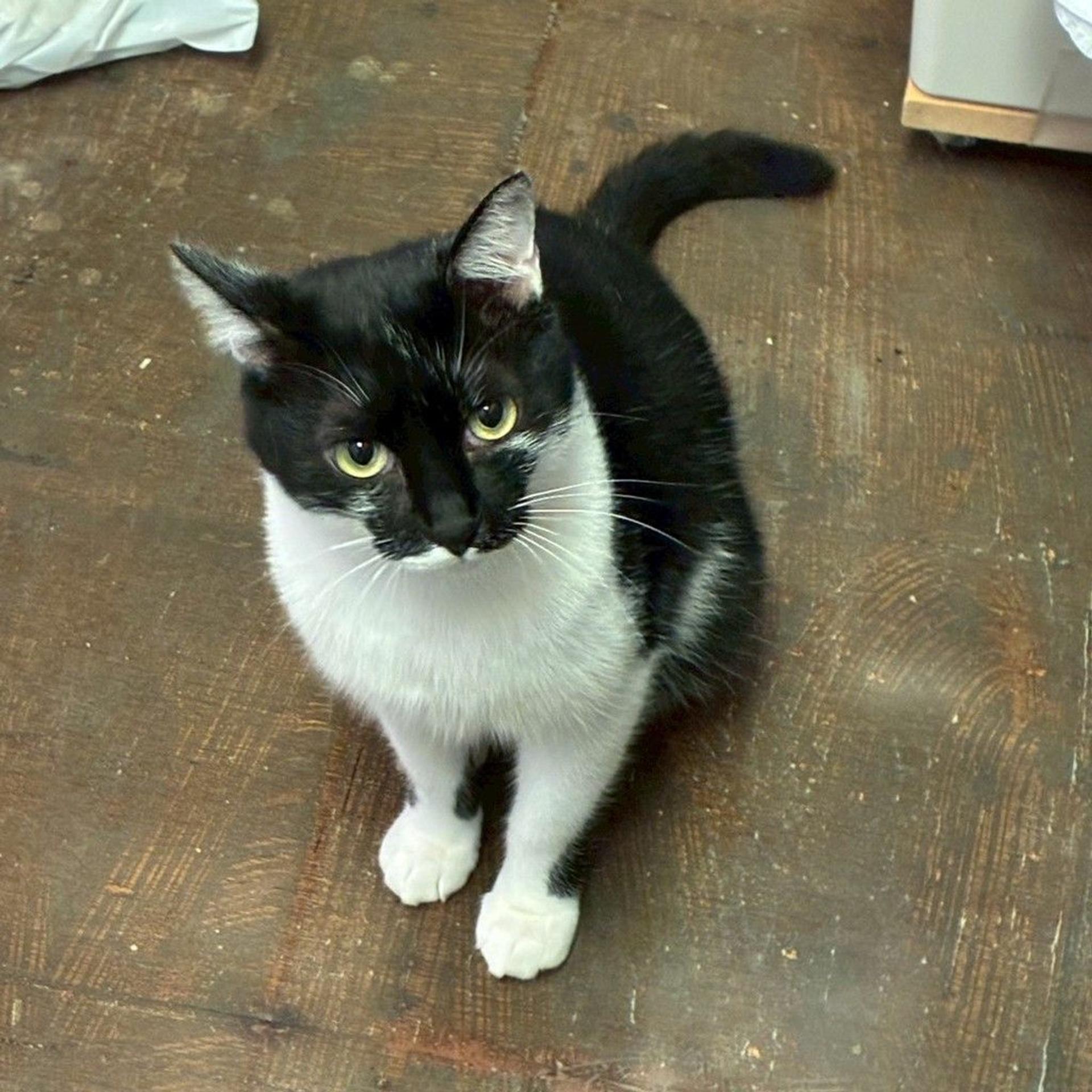pet-image-2