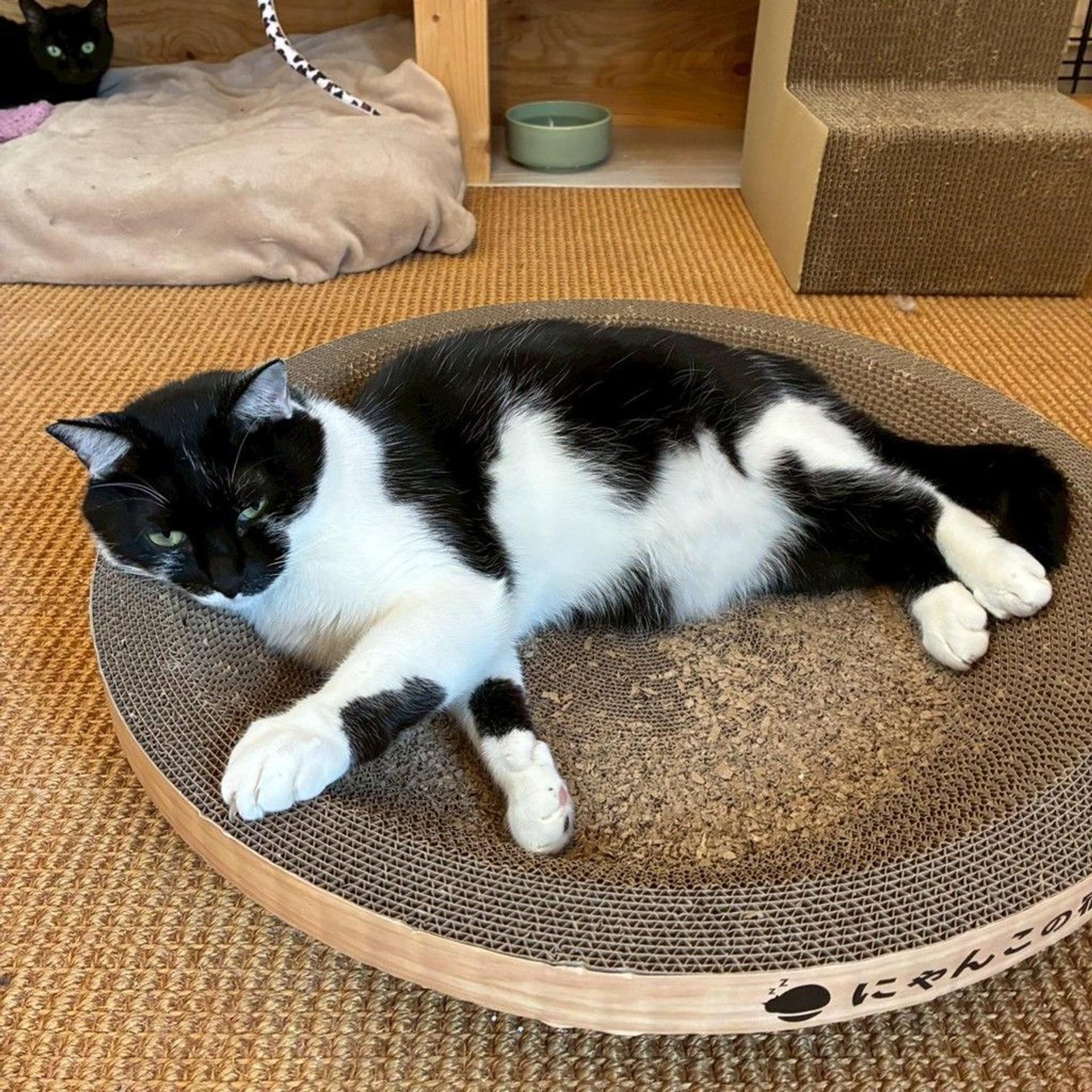 pet-image-4