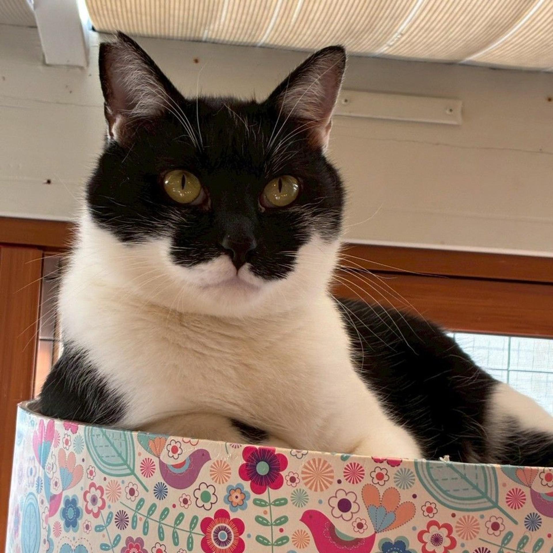 pet-image-5