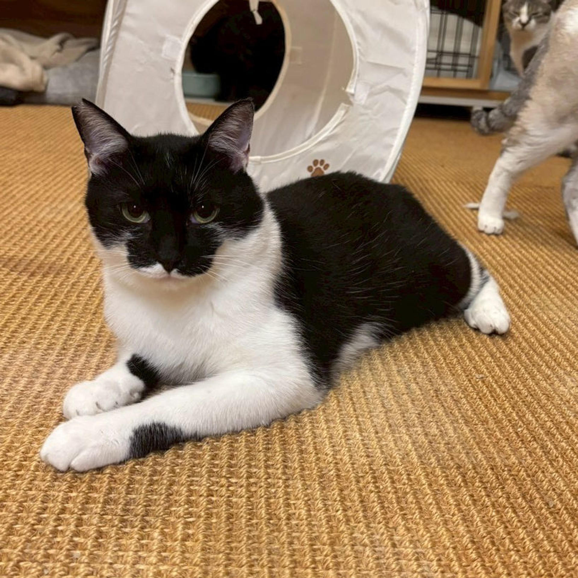 pet-image-9