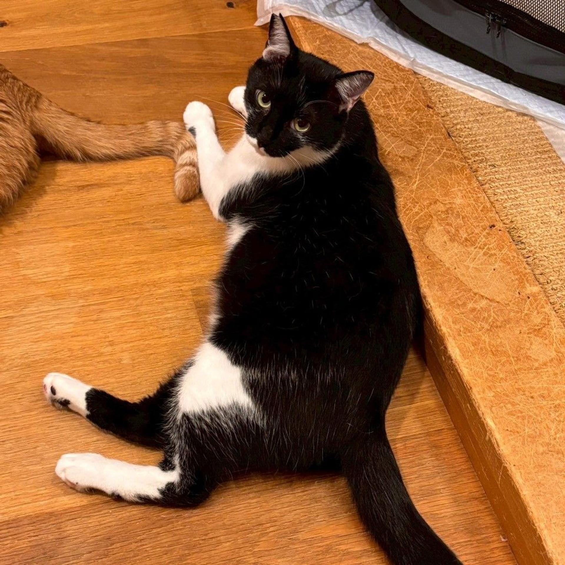 pet-image-10
