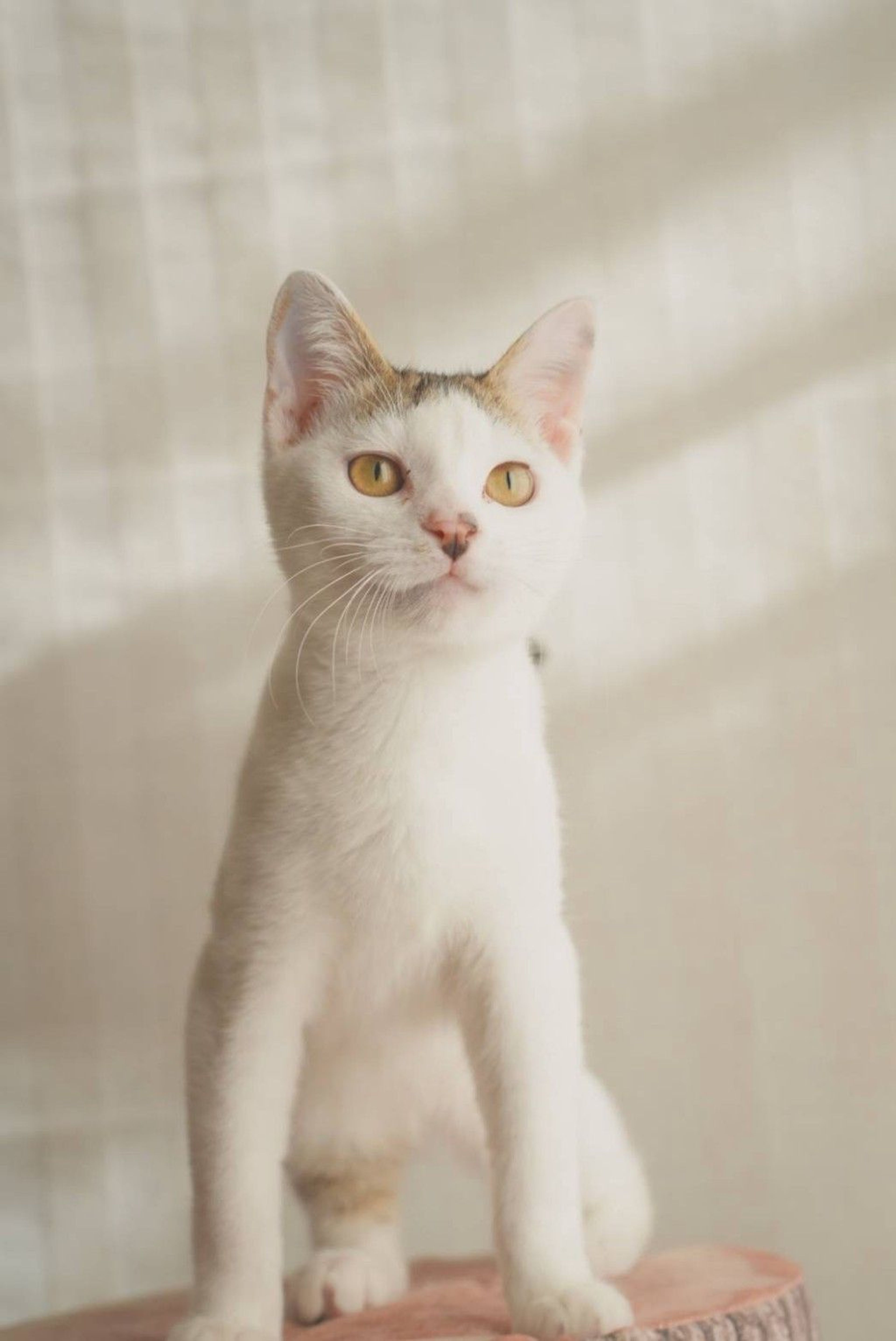 雑種（ミックス猫）・オスの里親募集の写真