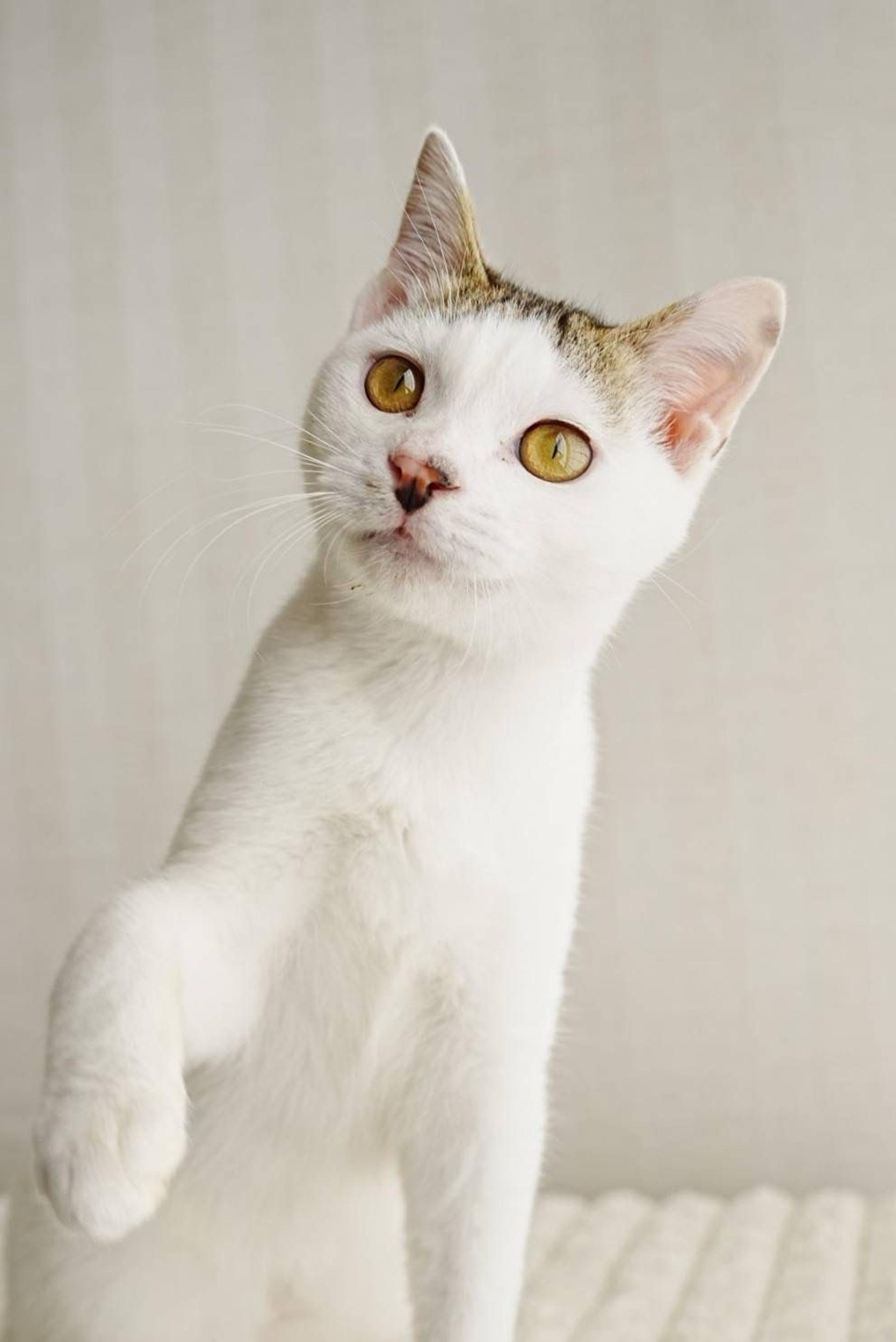 pet-image-2