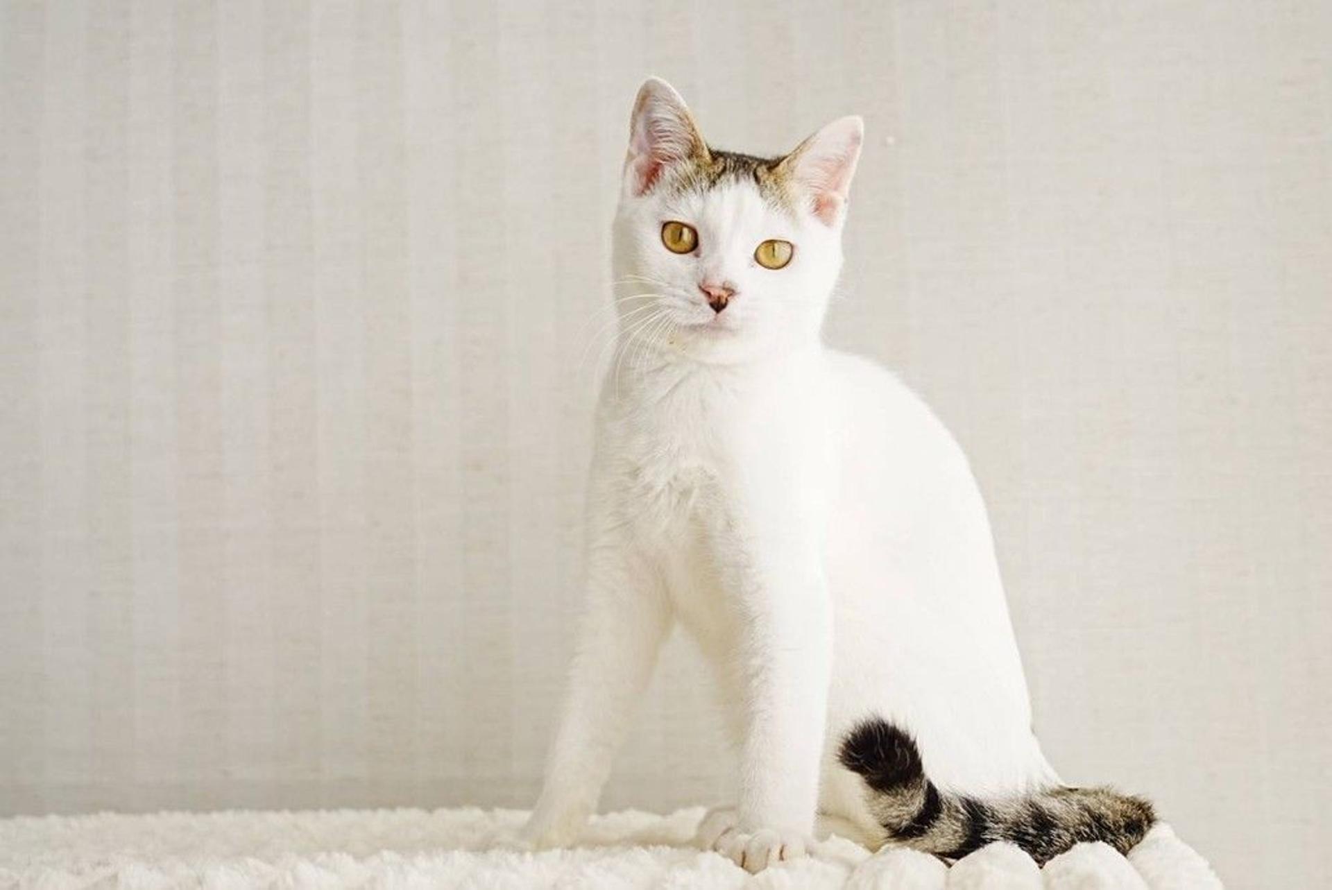 pet-image-4
