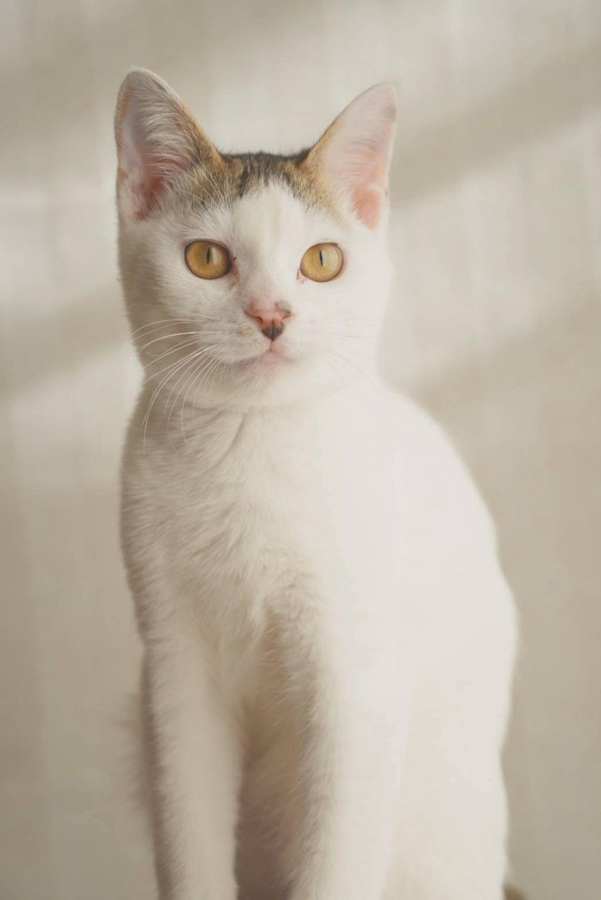 pet-image-7