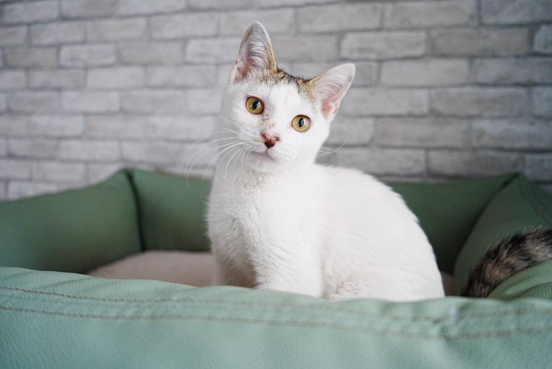 pet-image-8