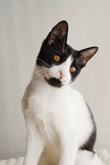 雑種（ミックス猫）・オスの里親募集の写真