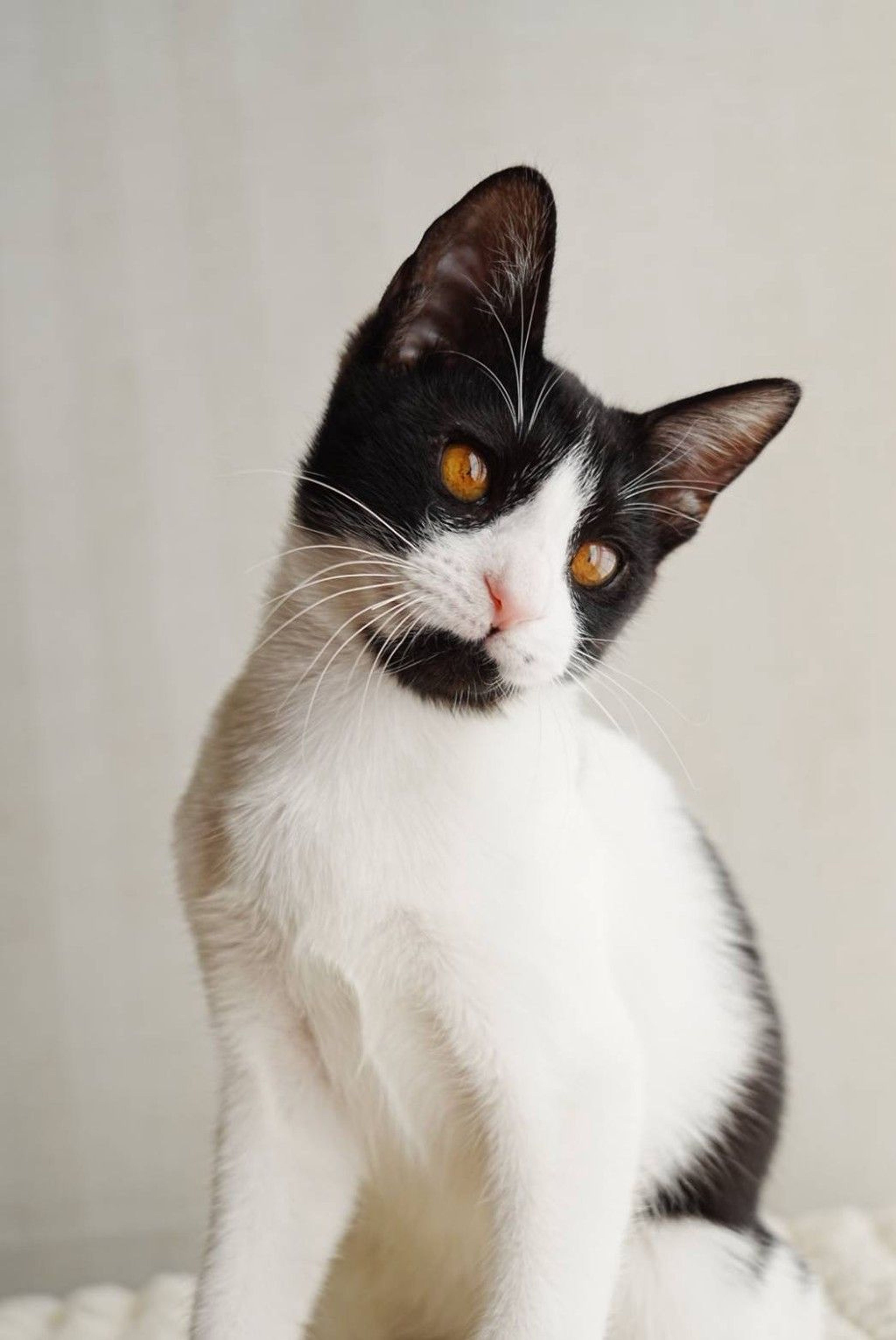 雑種（ミックス猫）・オスの里親募集の写真