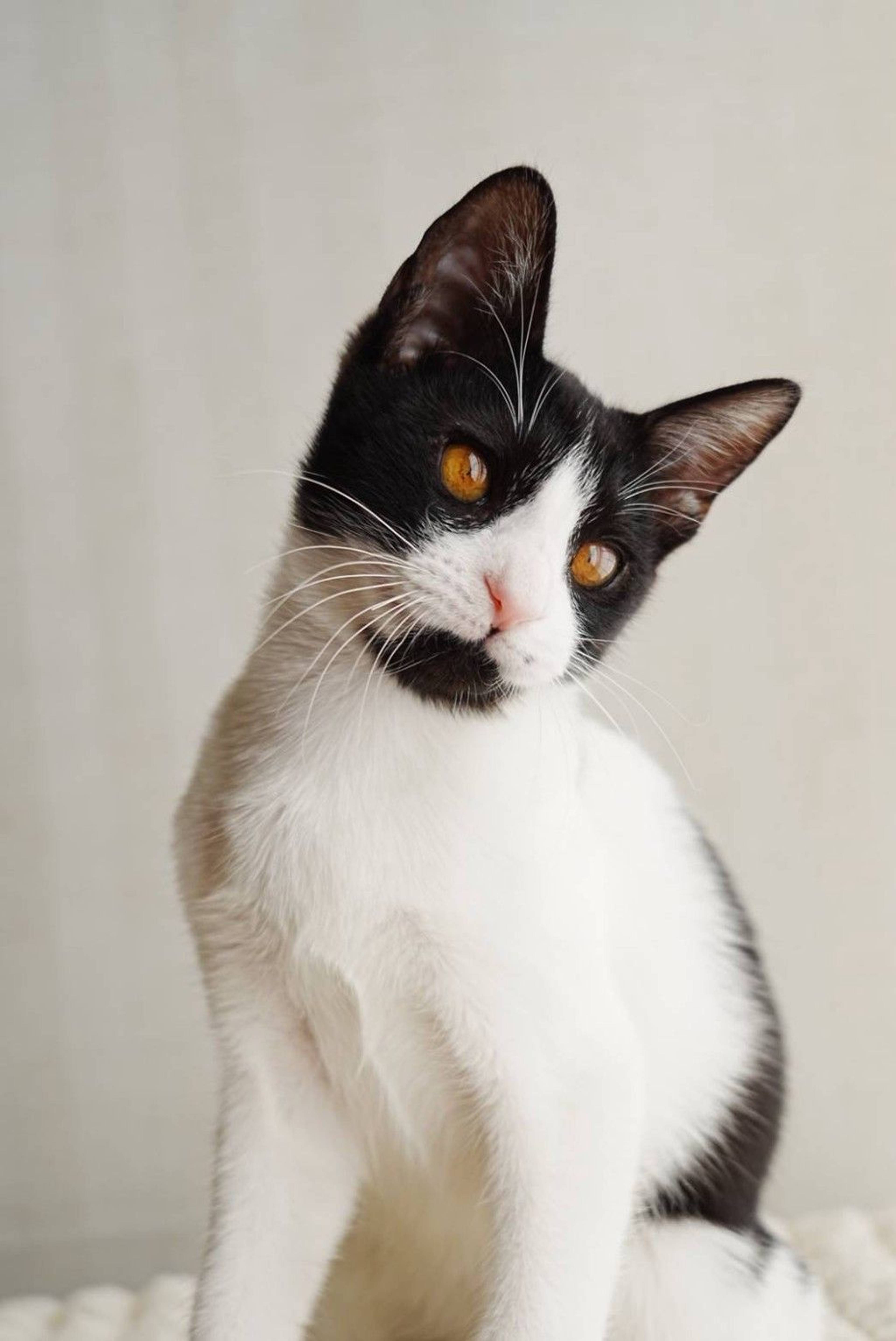 雑種（ミックス猫）・オスの里親募集の写真
