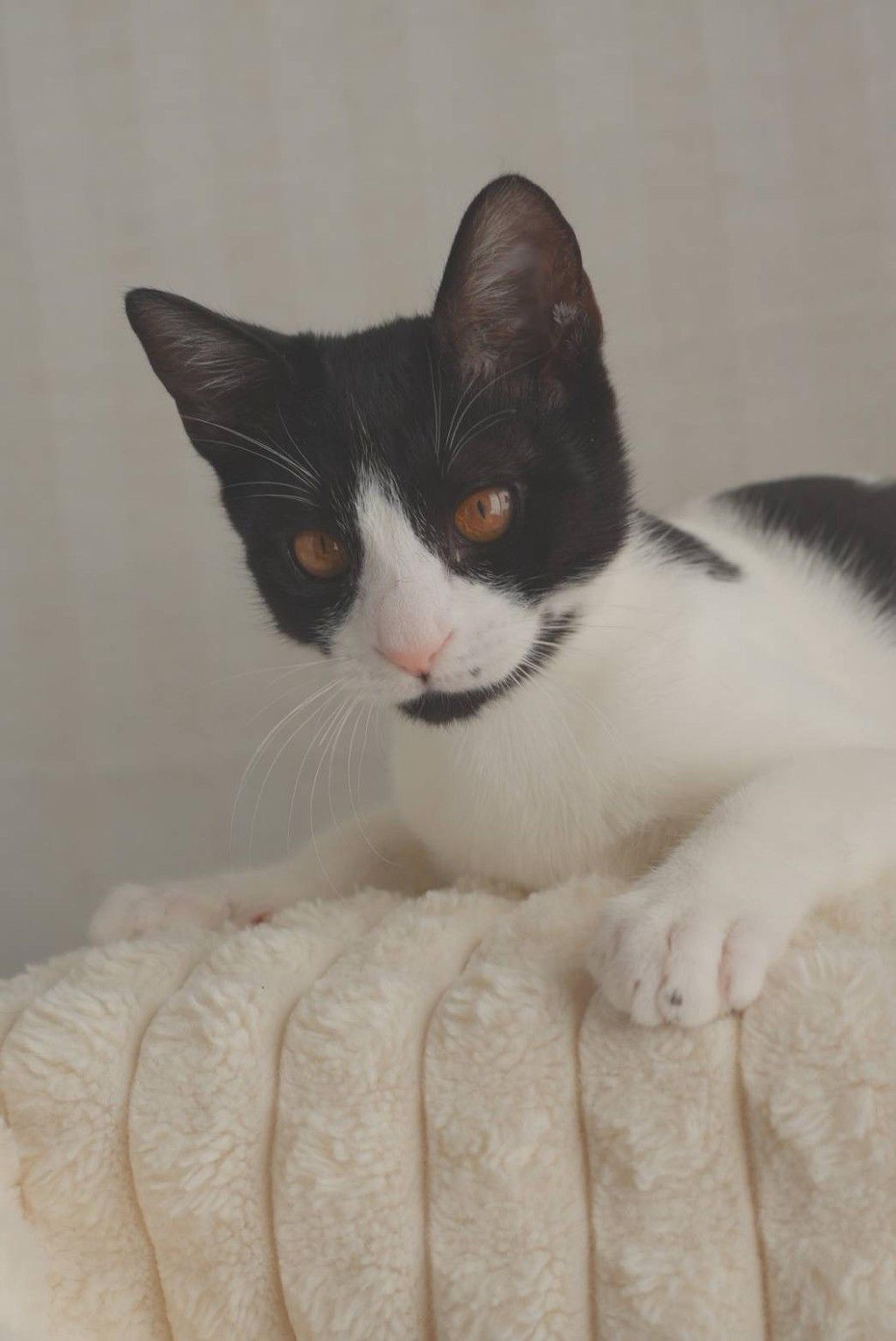 pet-image-3