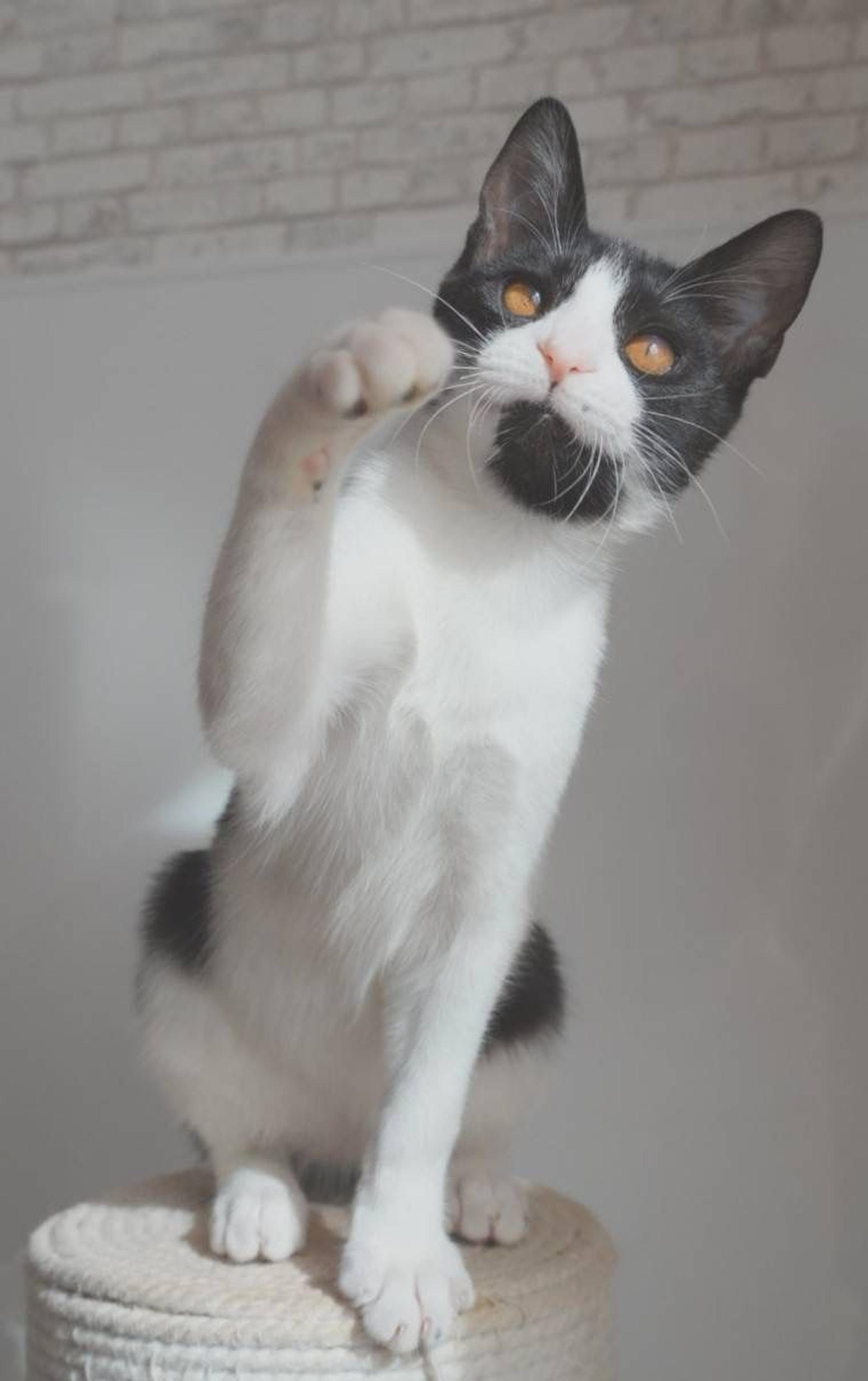 pet-image-4