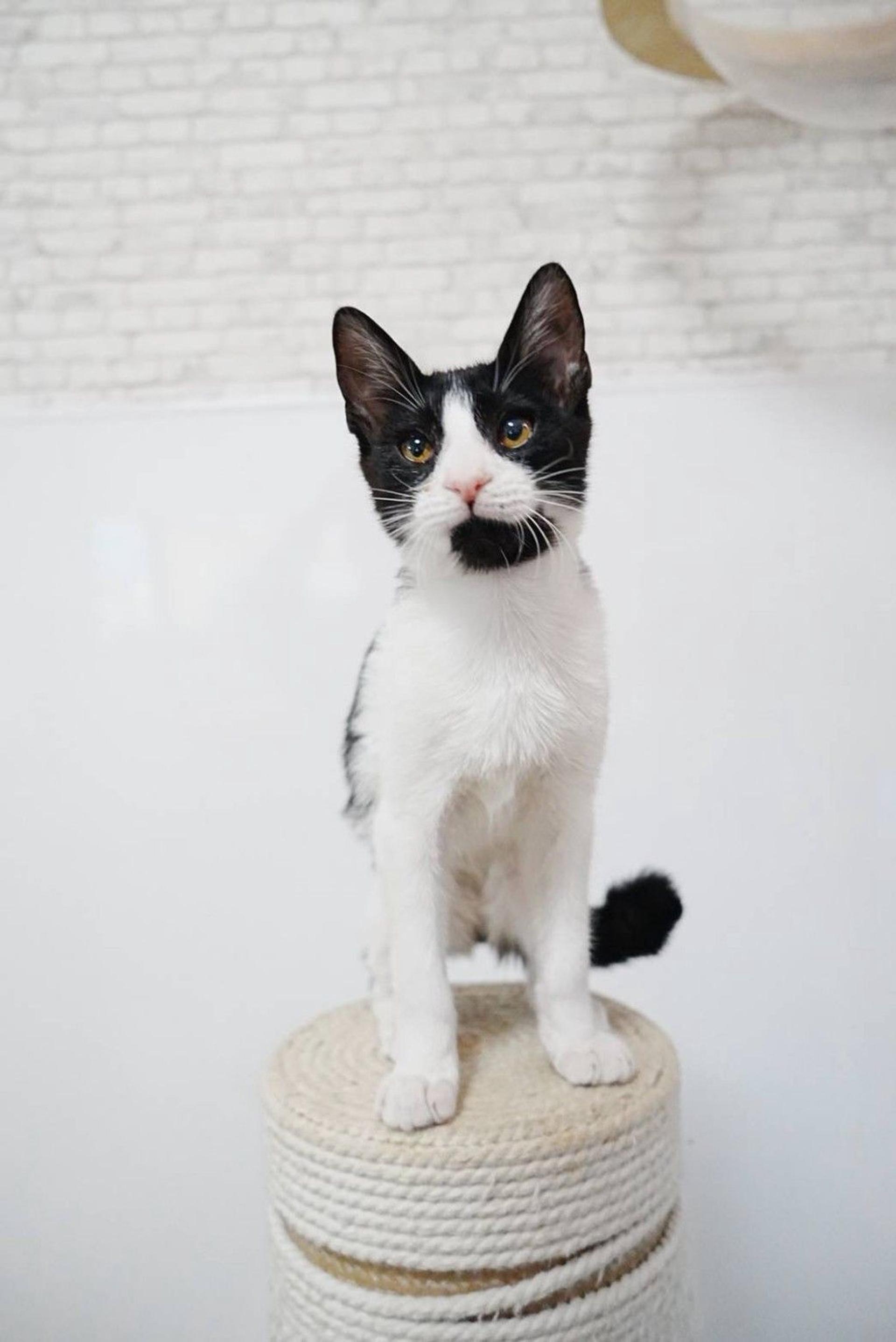 pet-image-6