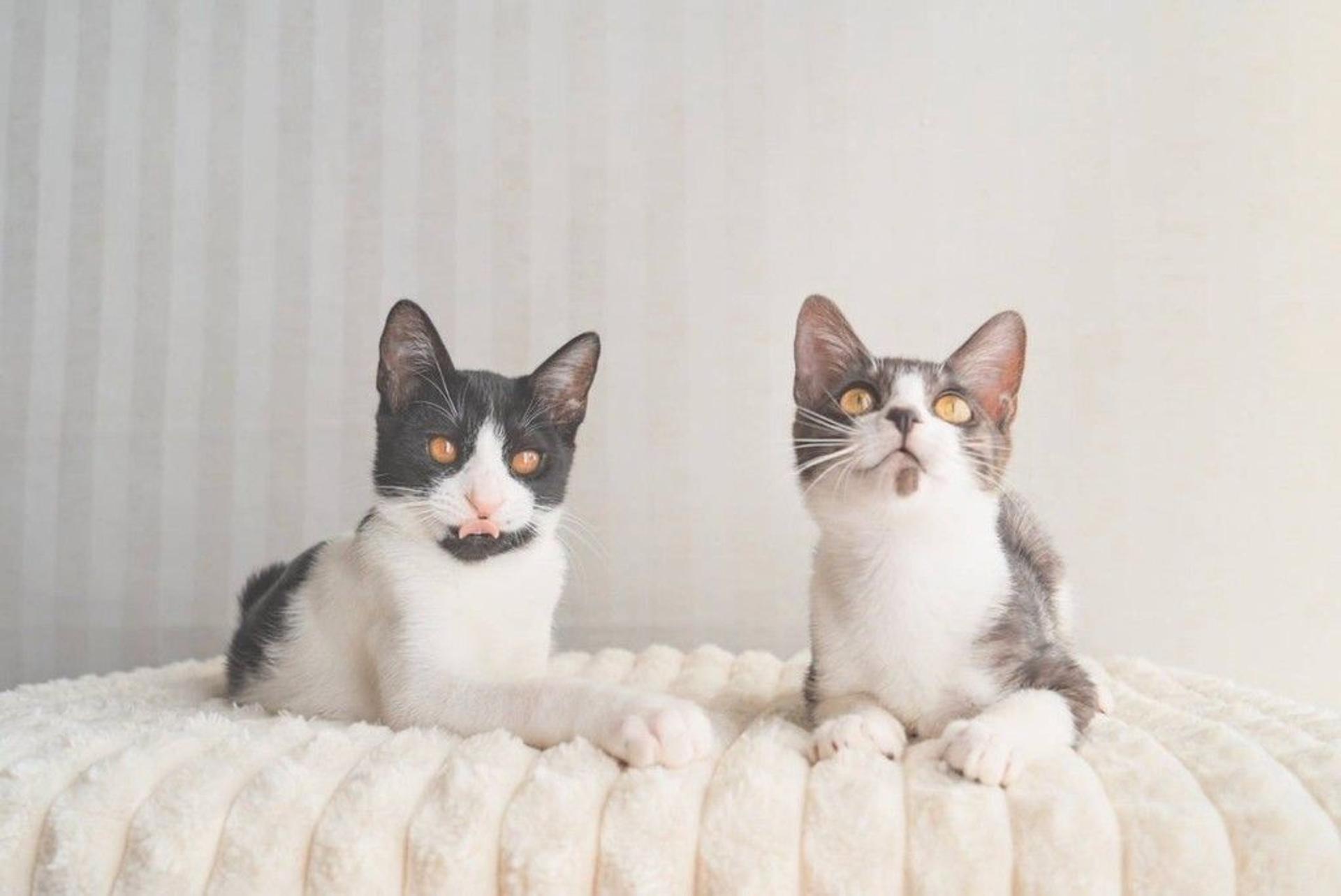 pet-image-7