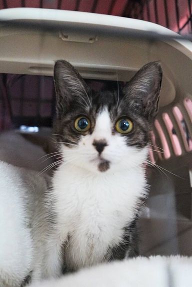 雑種（ミックス猫）・オスの里親募集の写真