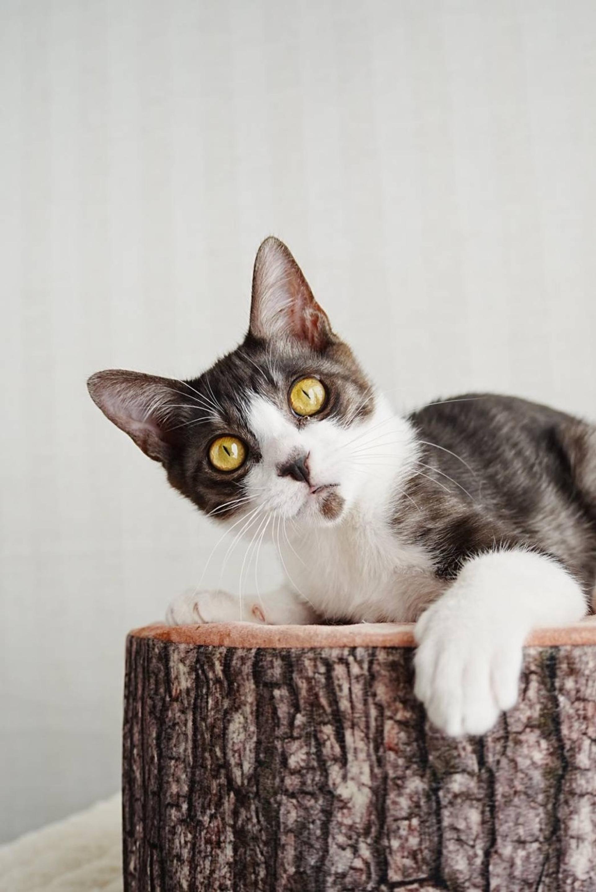 pet-image-3