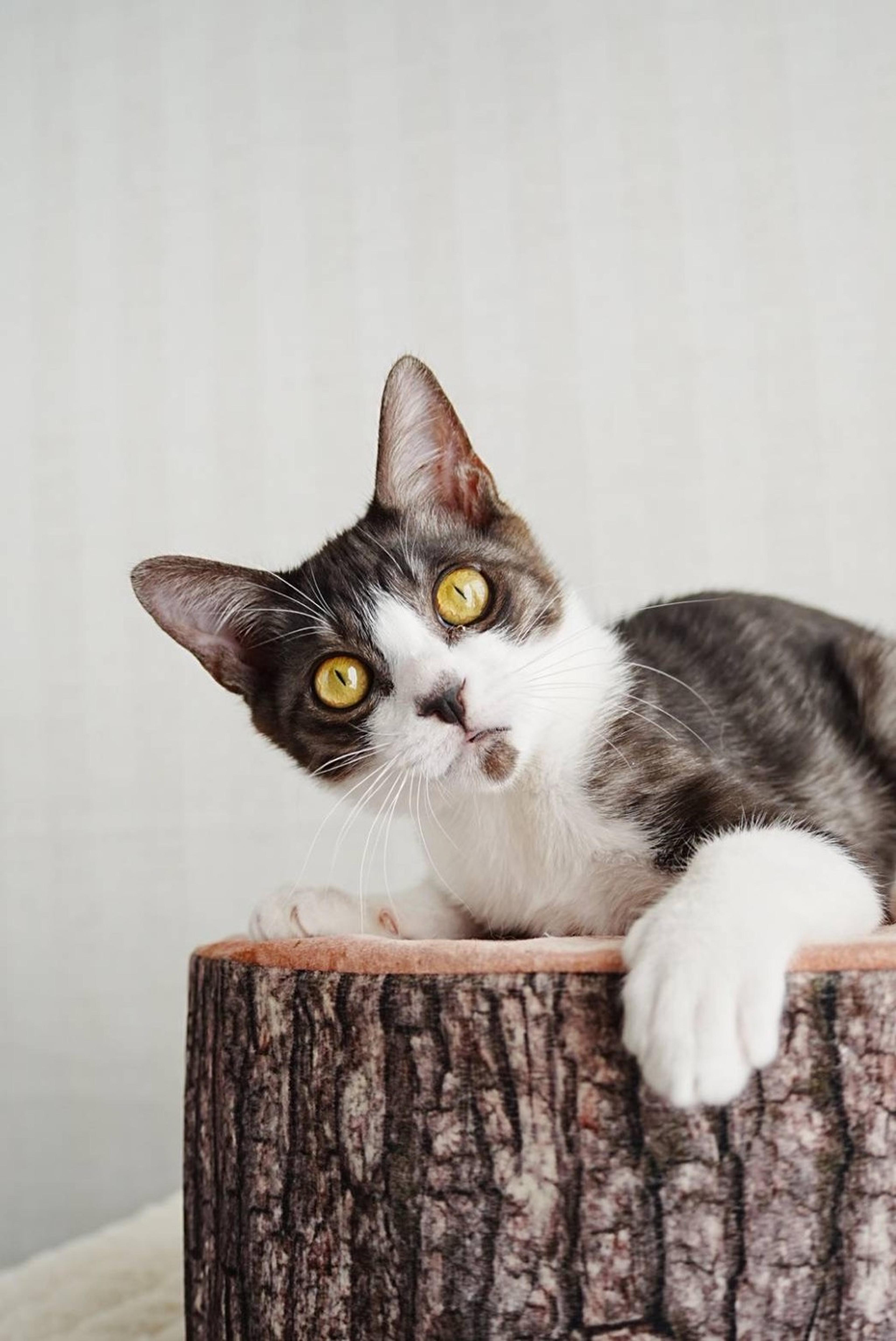 pet-image-3