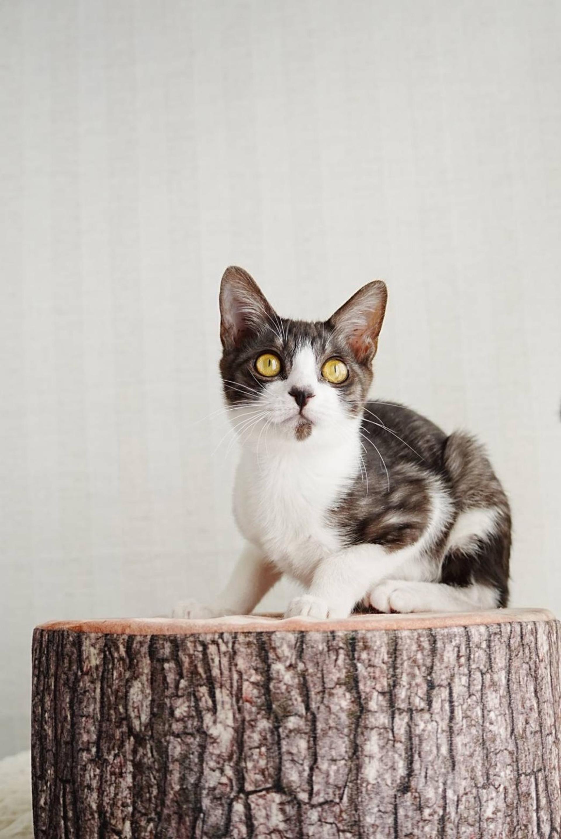 pet-image-4