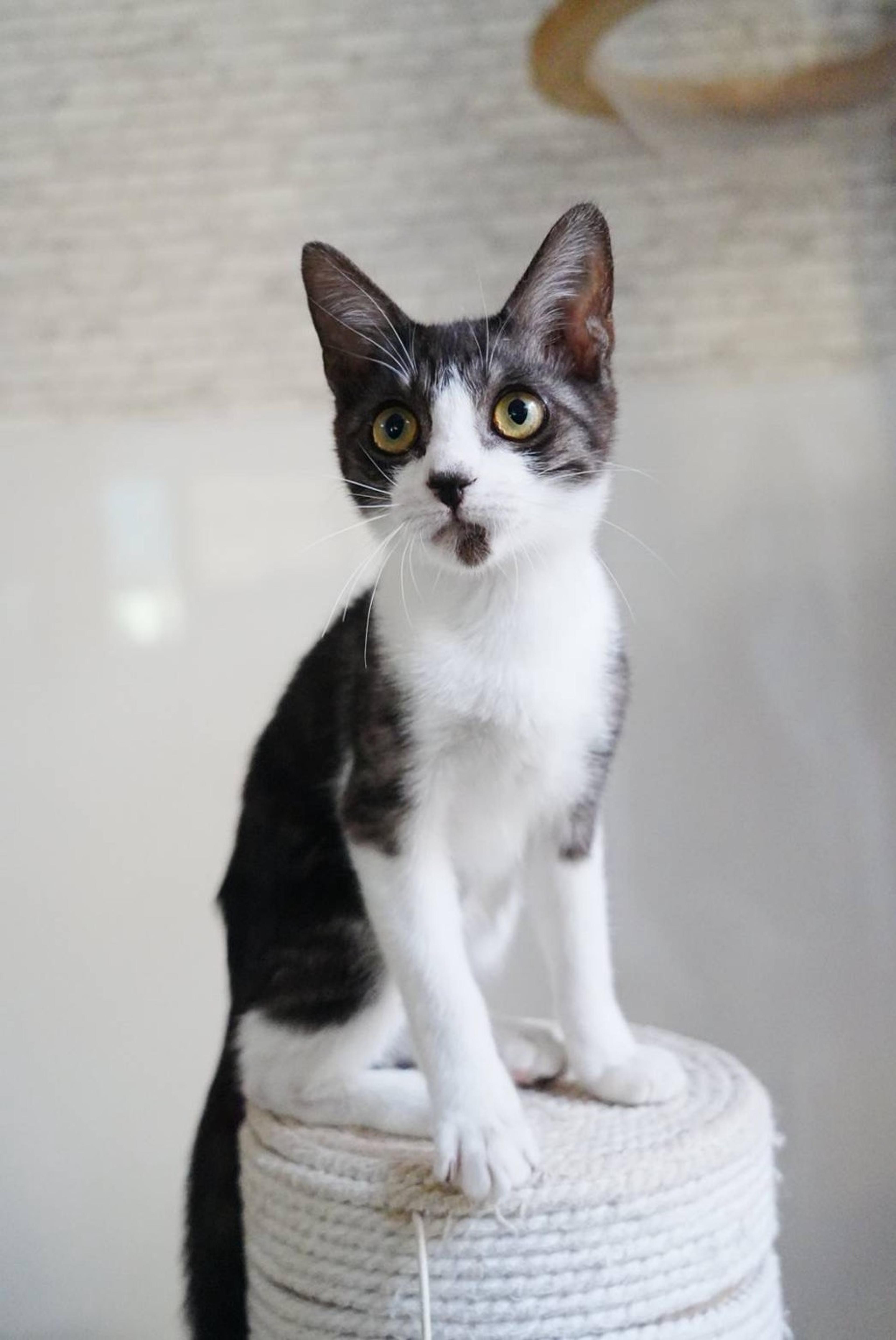 pet-image-5