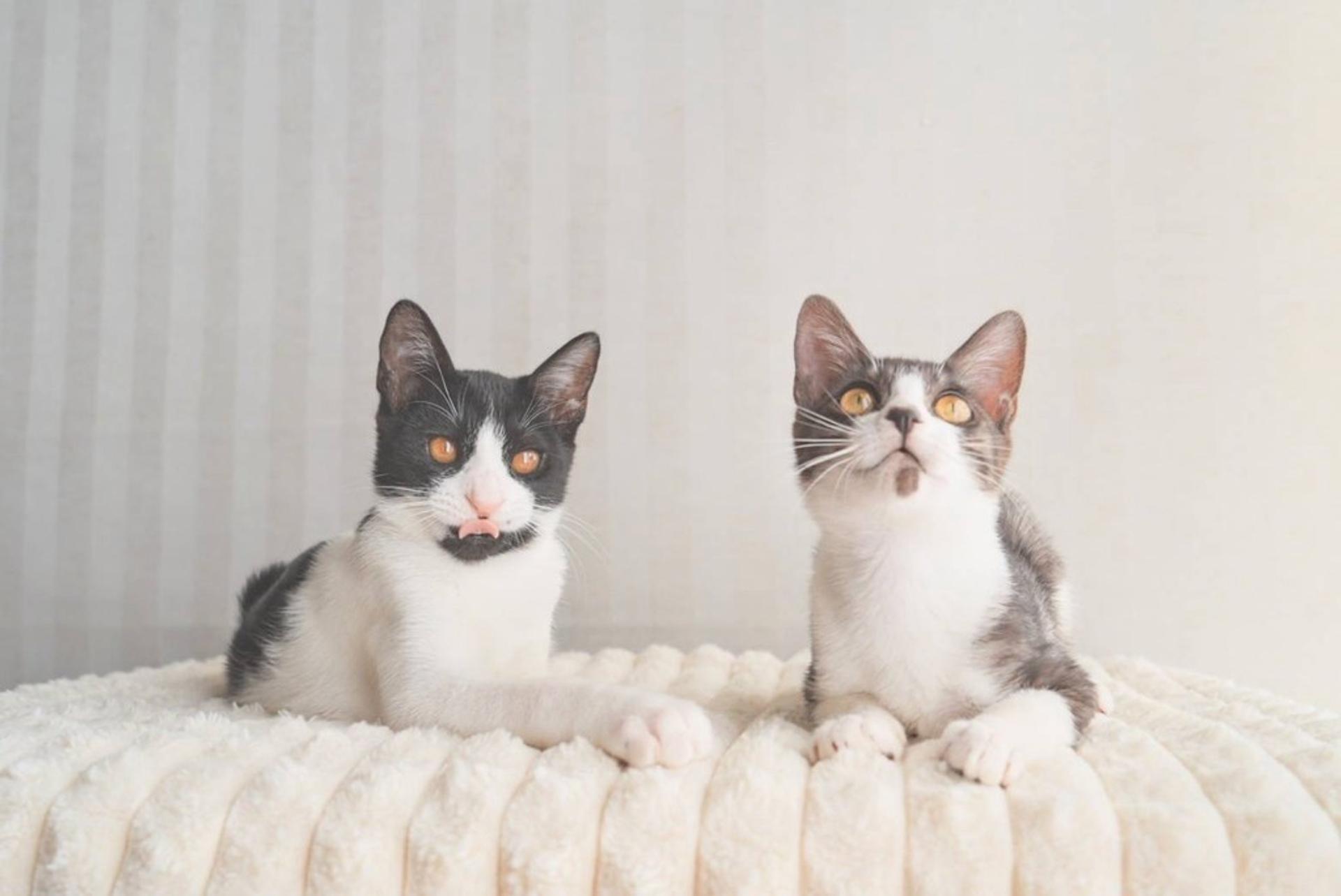 pet-image-8