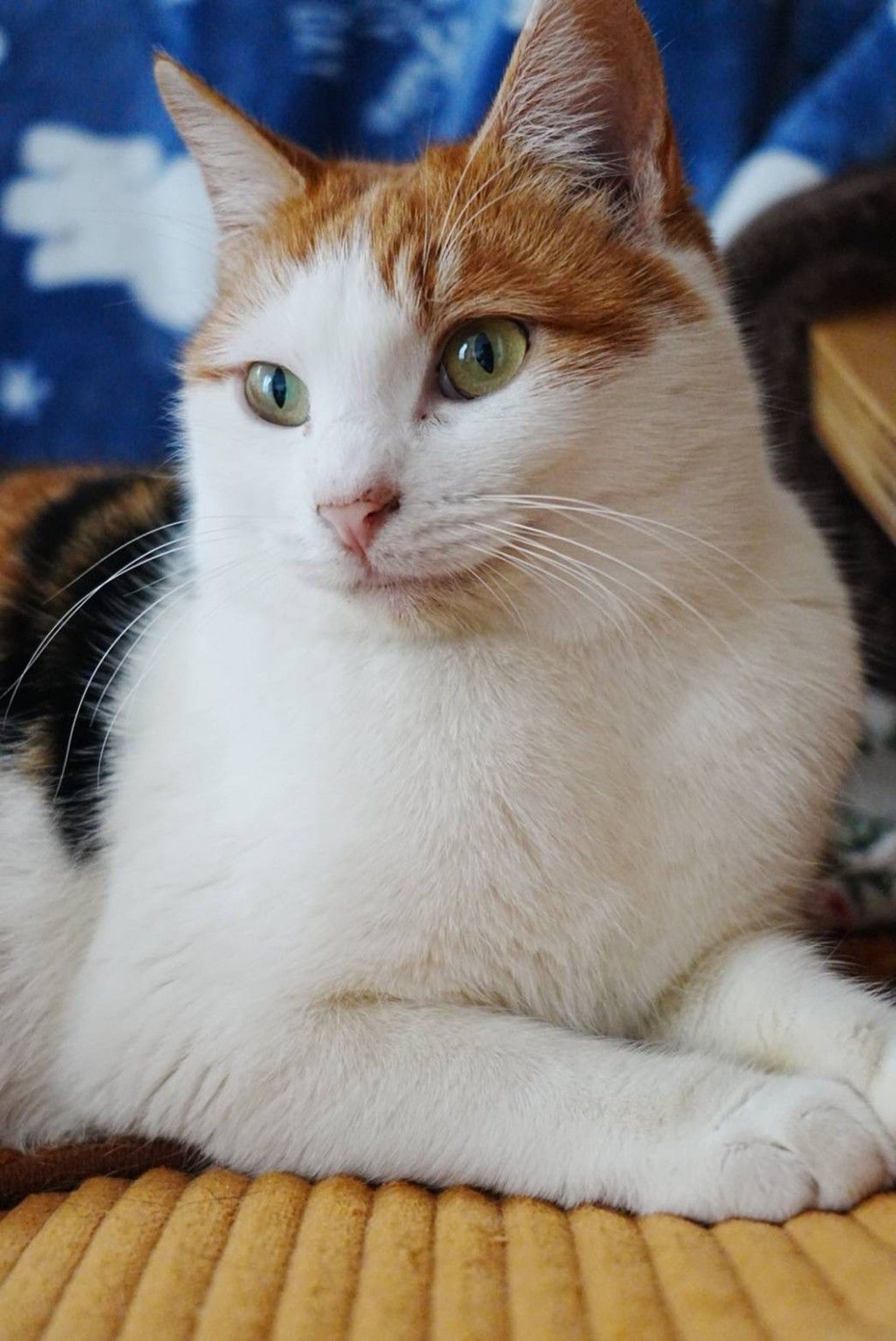 雑種（ミックス猫）・メスの里親募集の写真