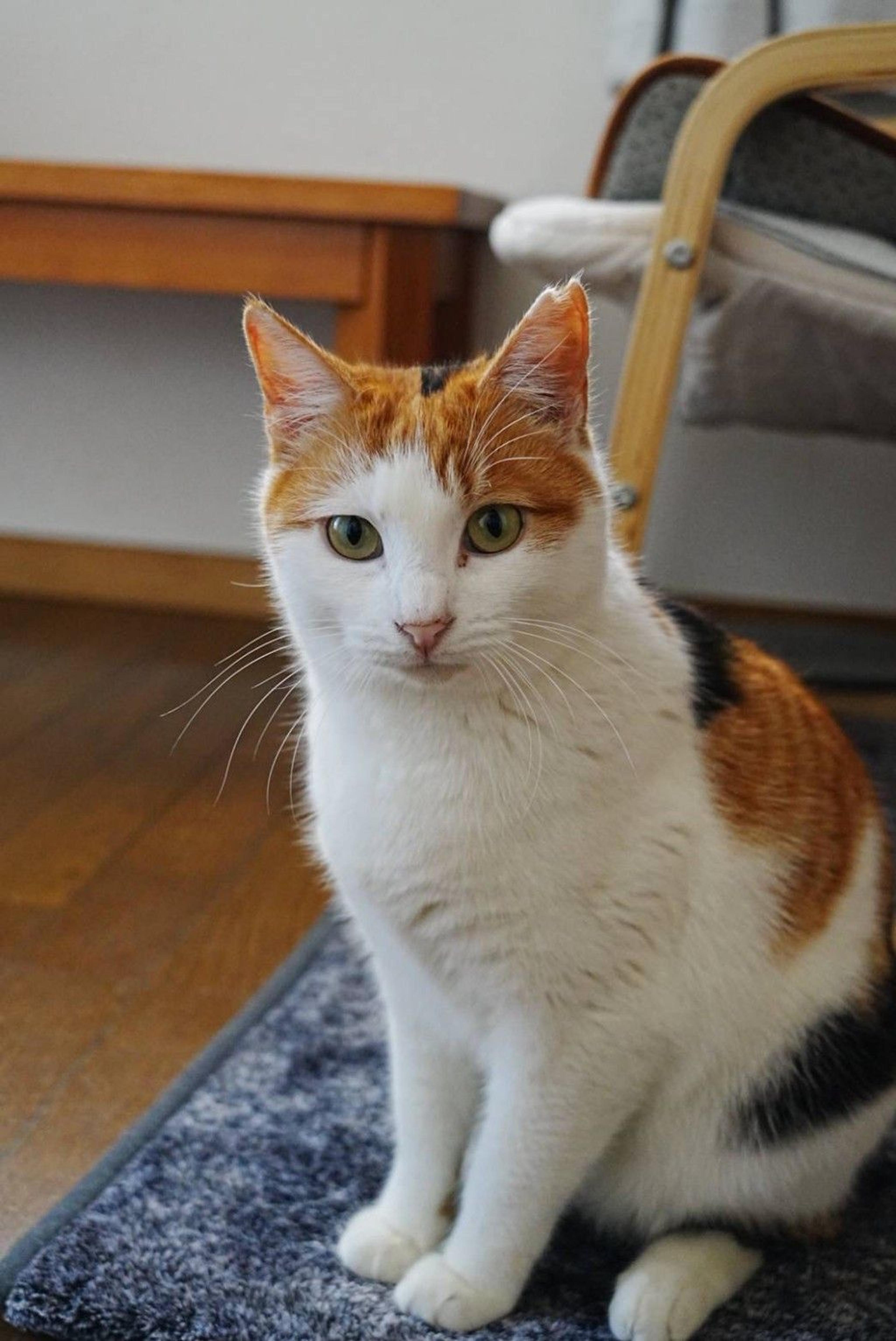 pet-image-2