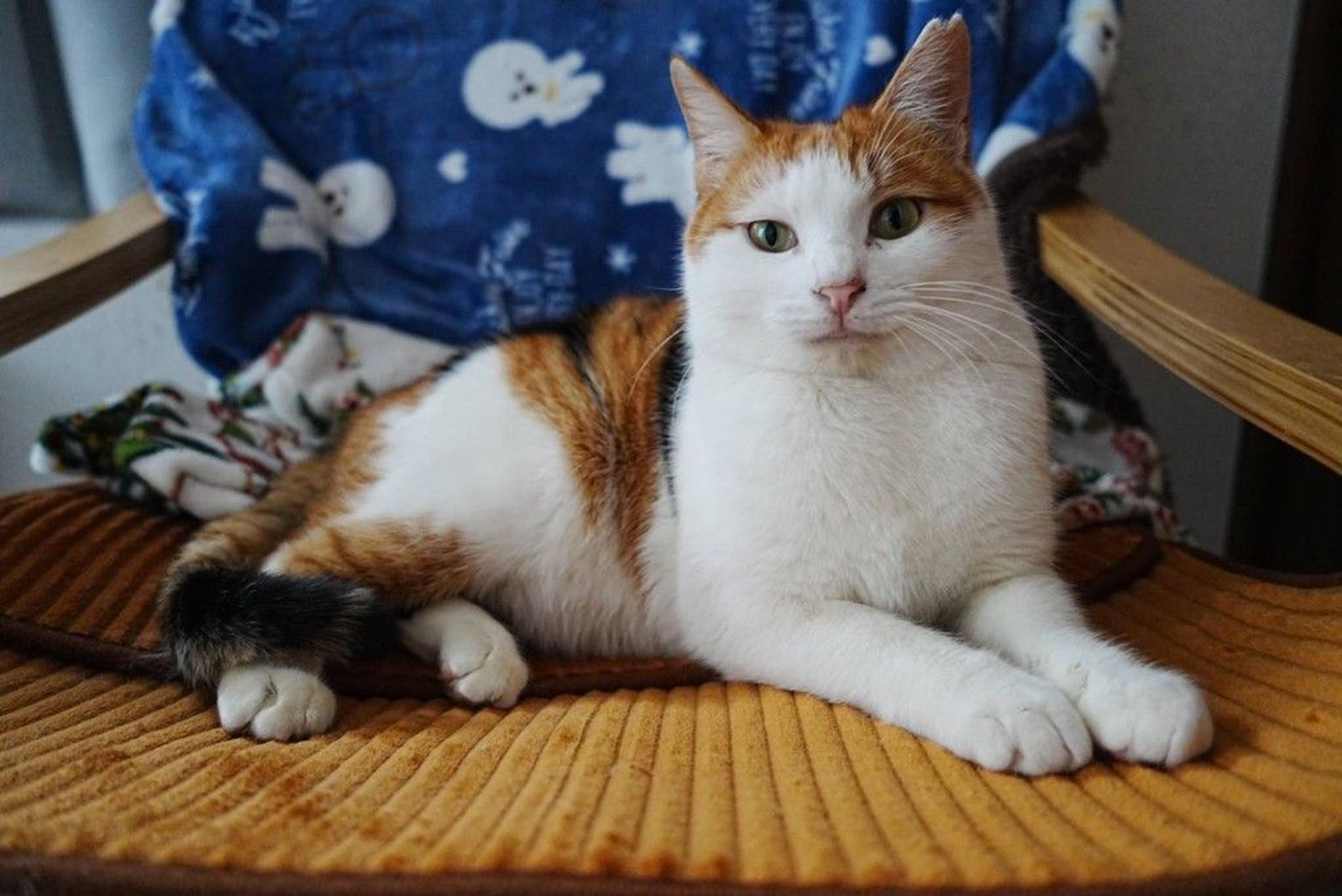 pet-image-3