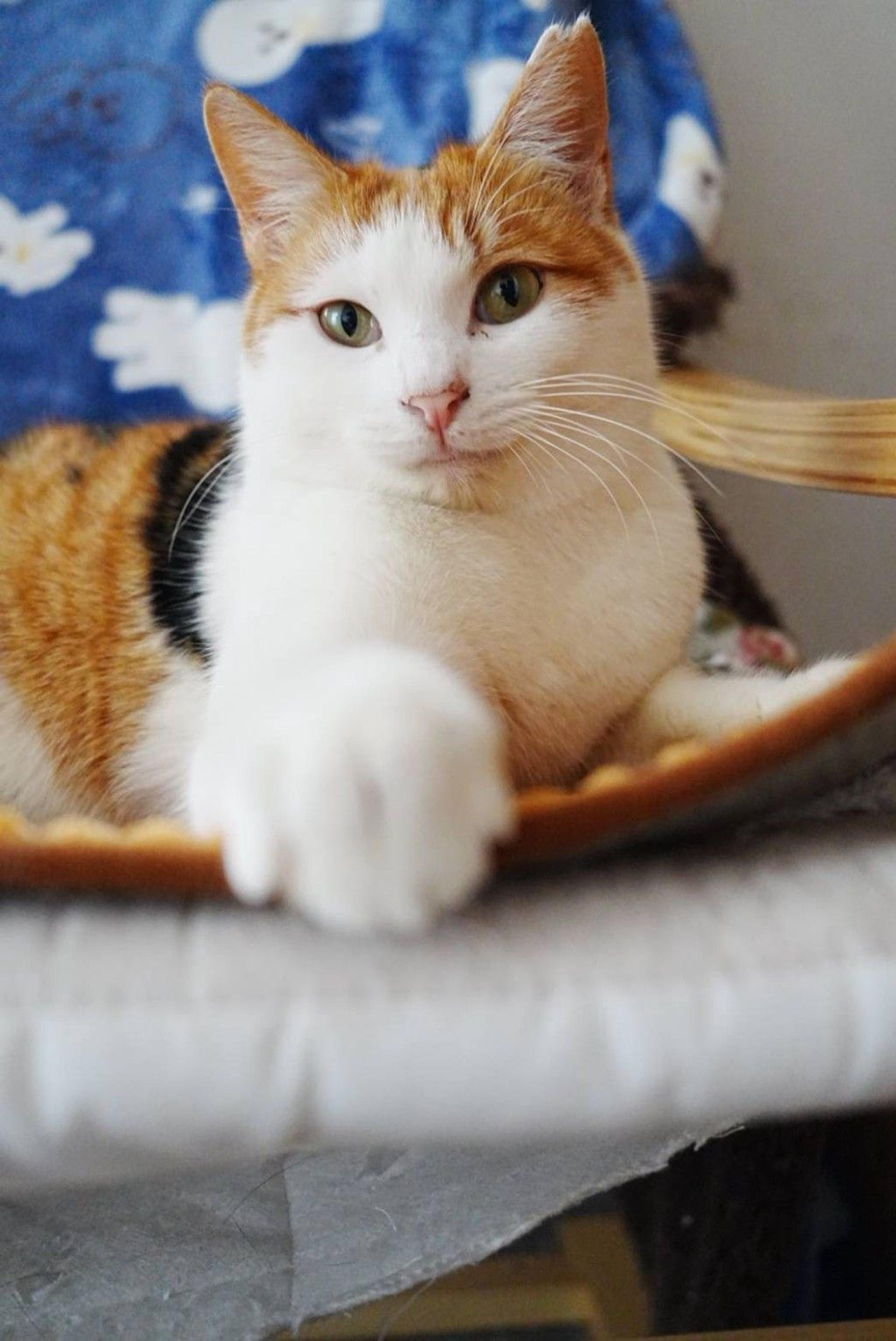 pet-image-4