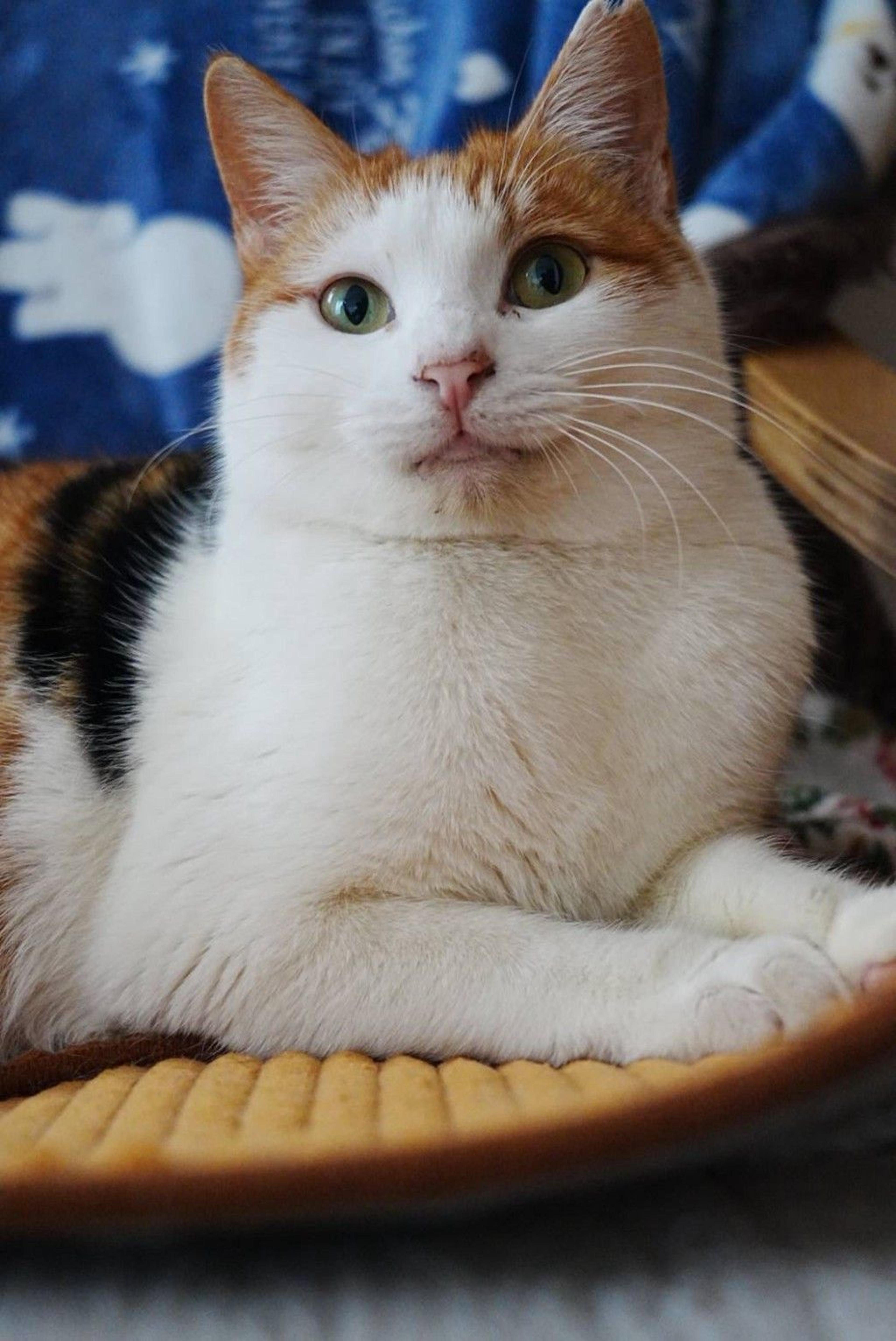 pet-image-5