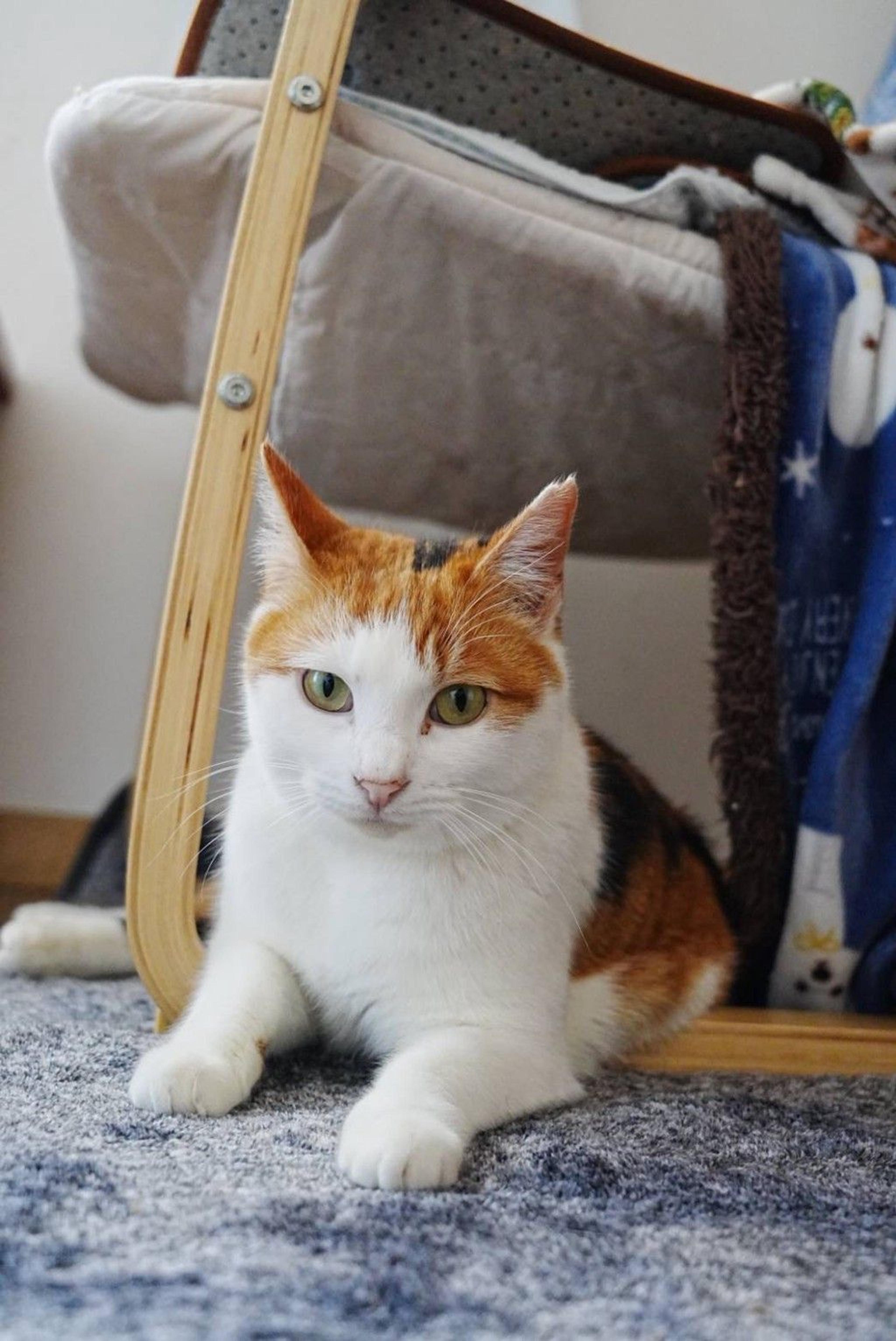 pet-image-6