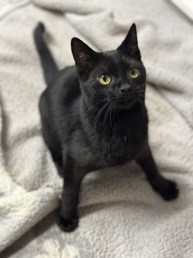 雑種（ミックス猫）・オスの里親募集の写真