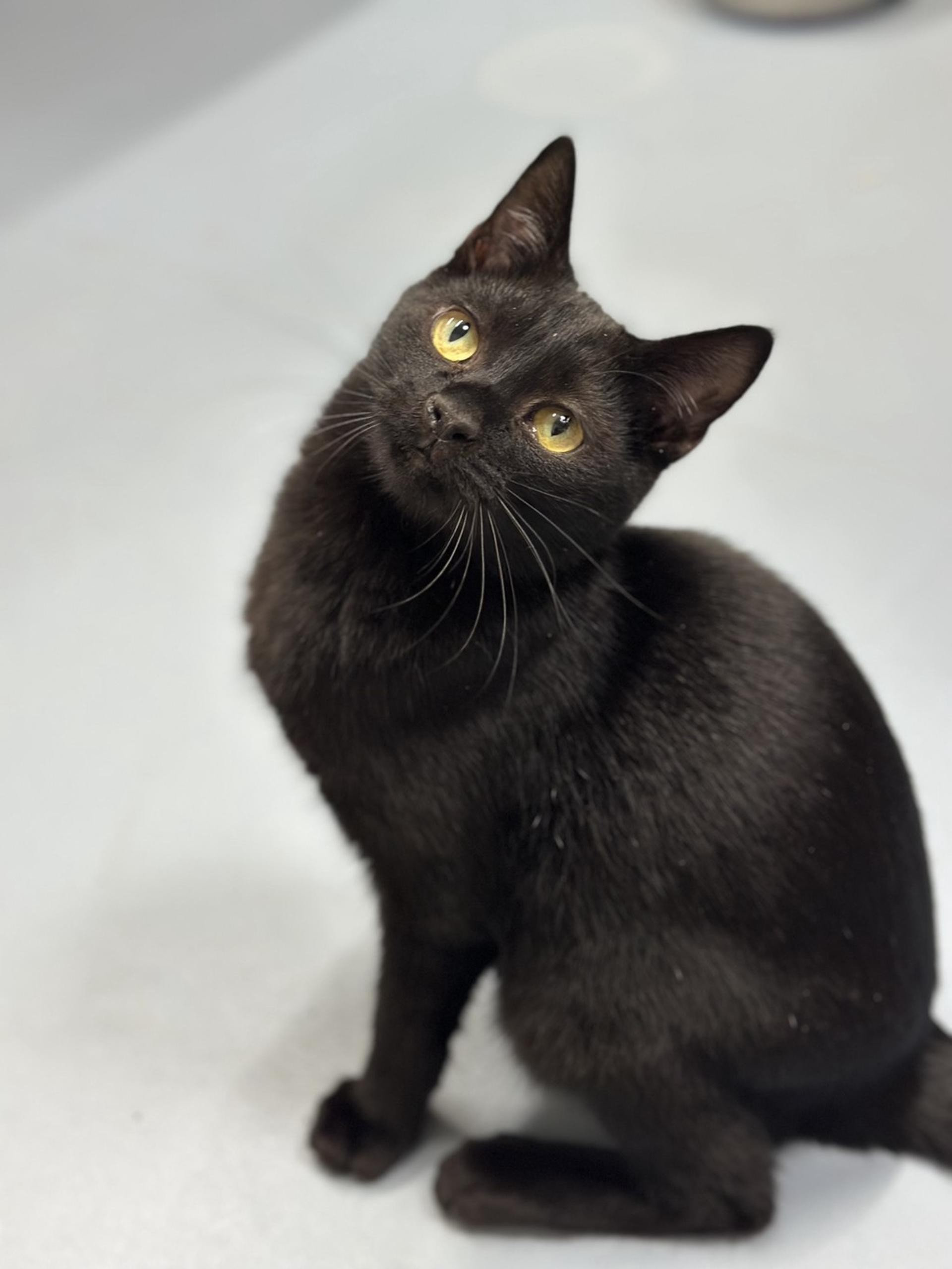 pet-image-2