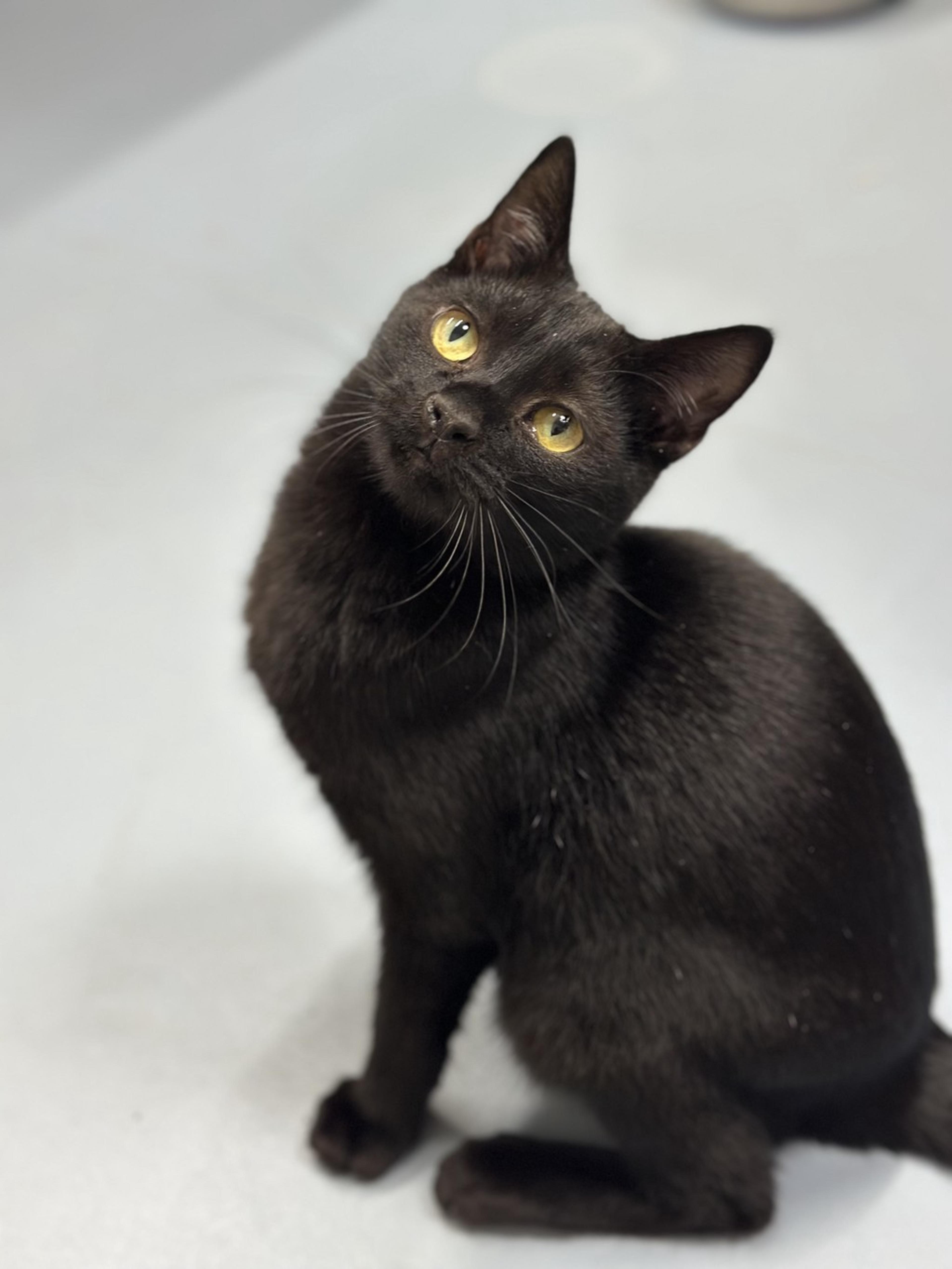 pet-image-2