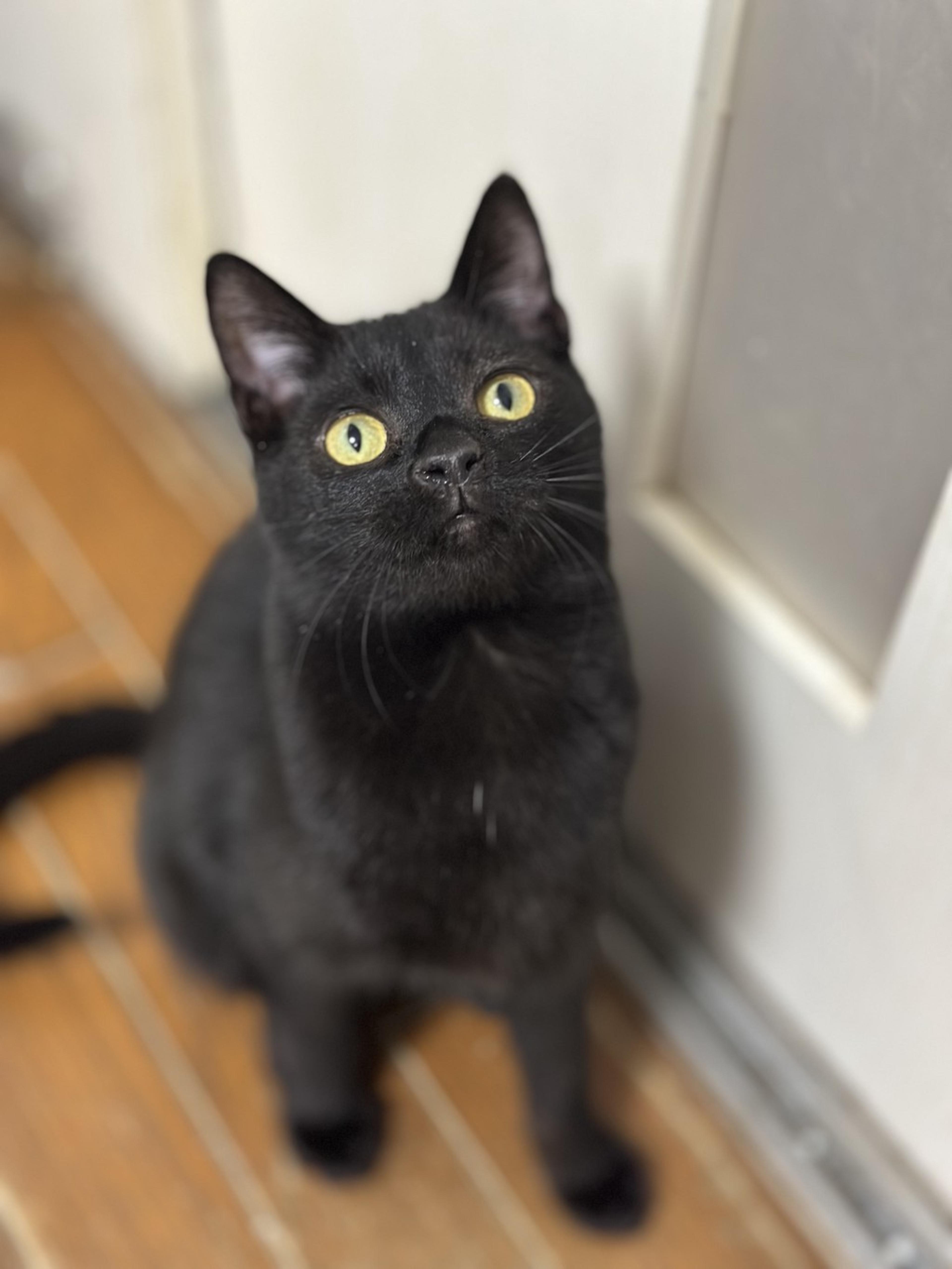 pet-image-3