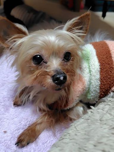 ヨークシャー・テリア・オスの里親募集の写真