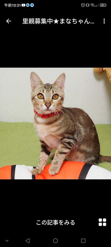 雑種（ミックス猫）・メスの里親募集の写真