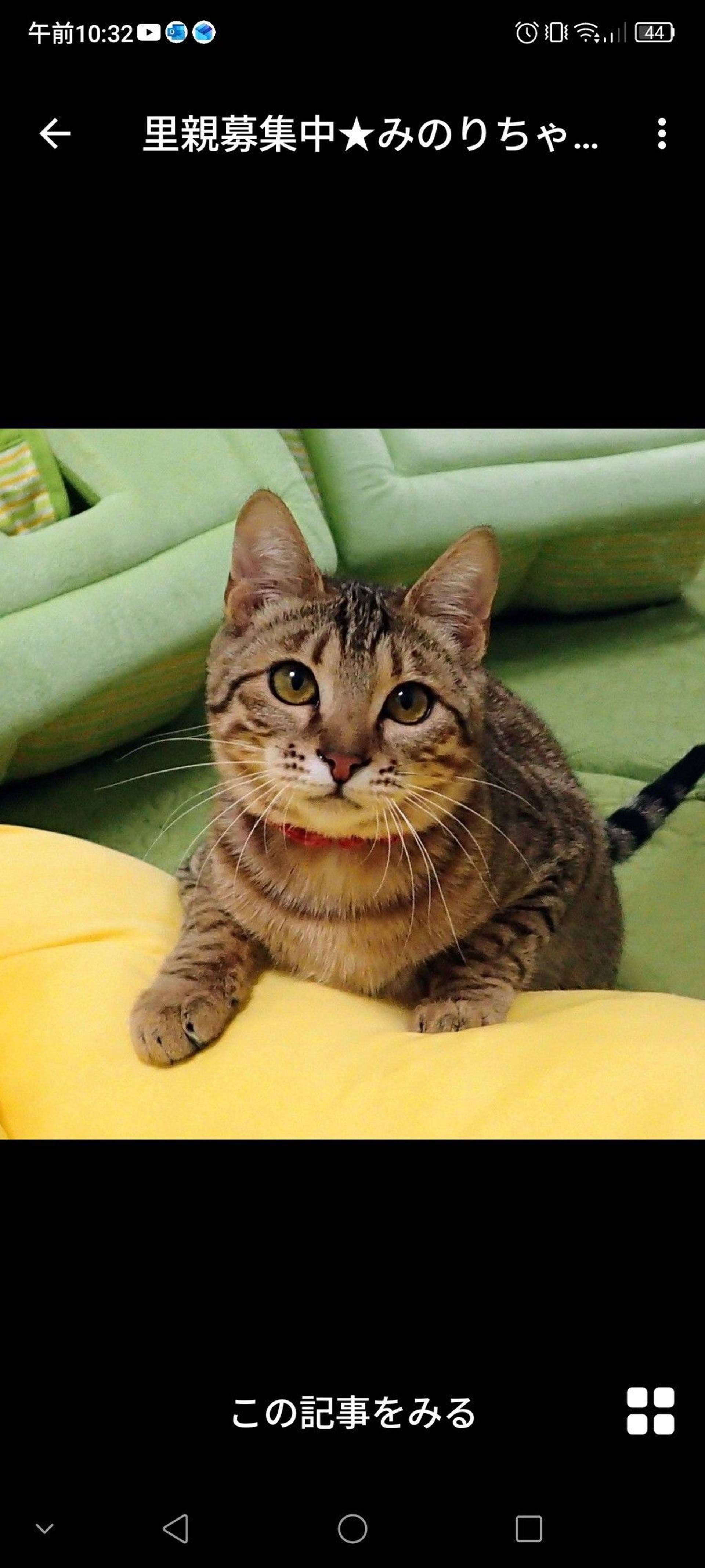 雑種（ミックス猫）・メスの里親募集の写真