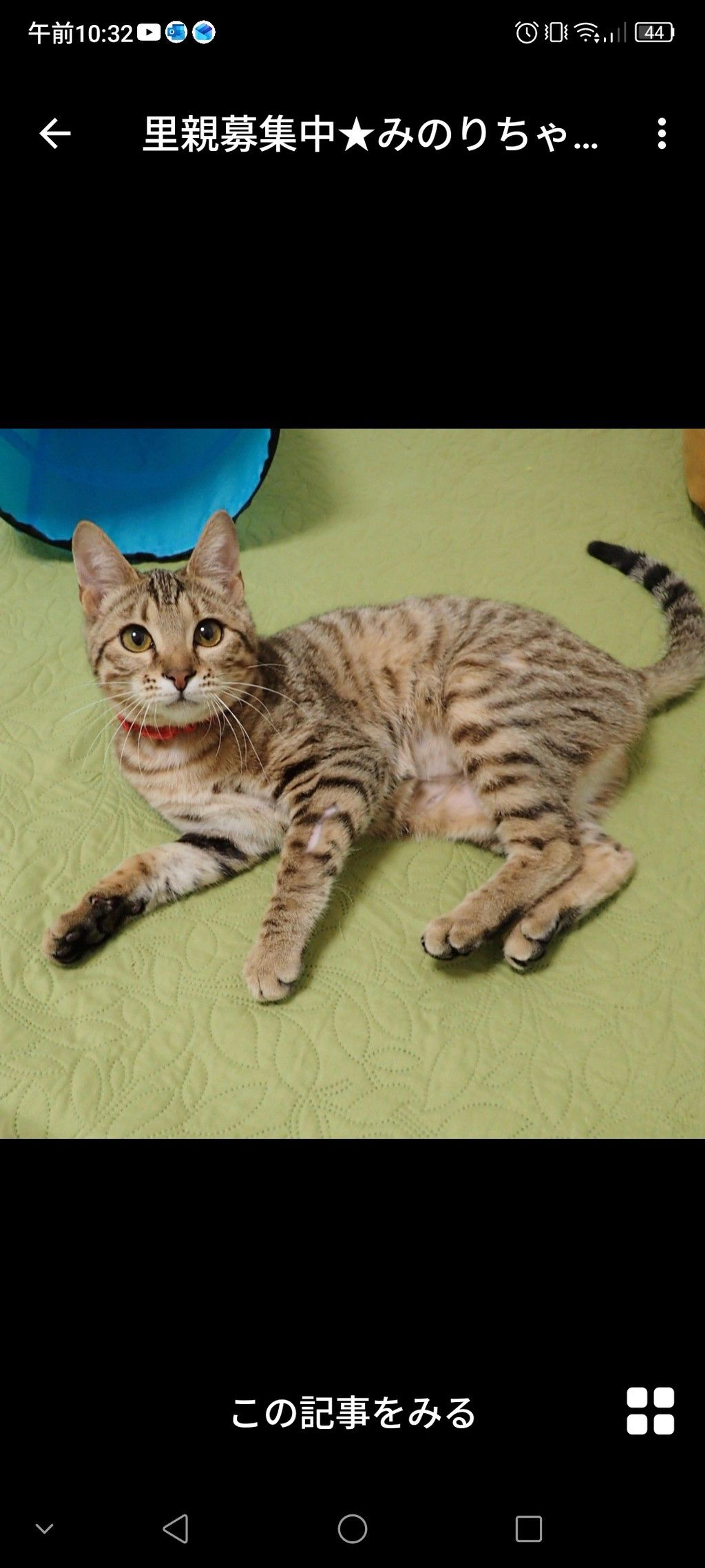 pet-image-2