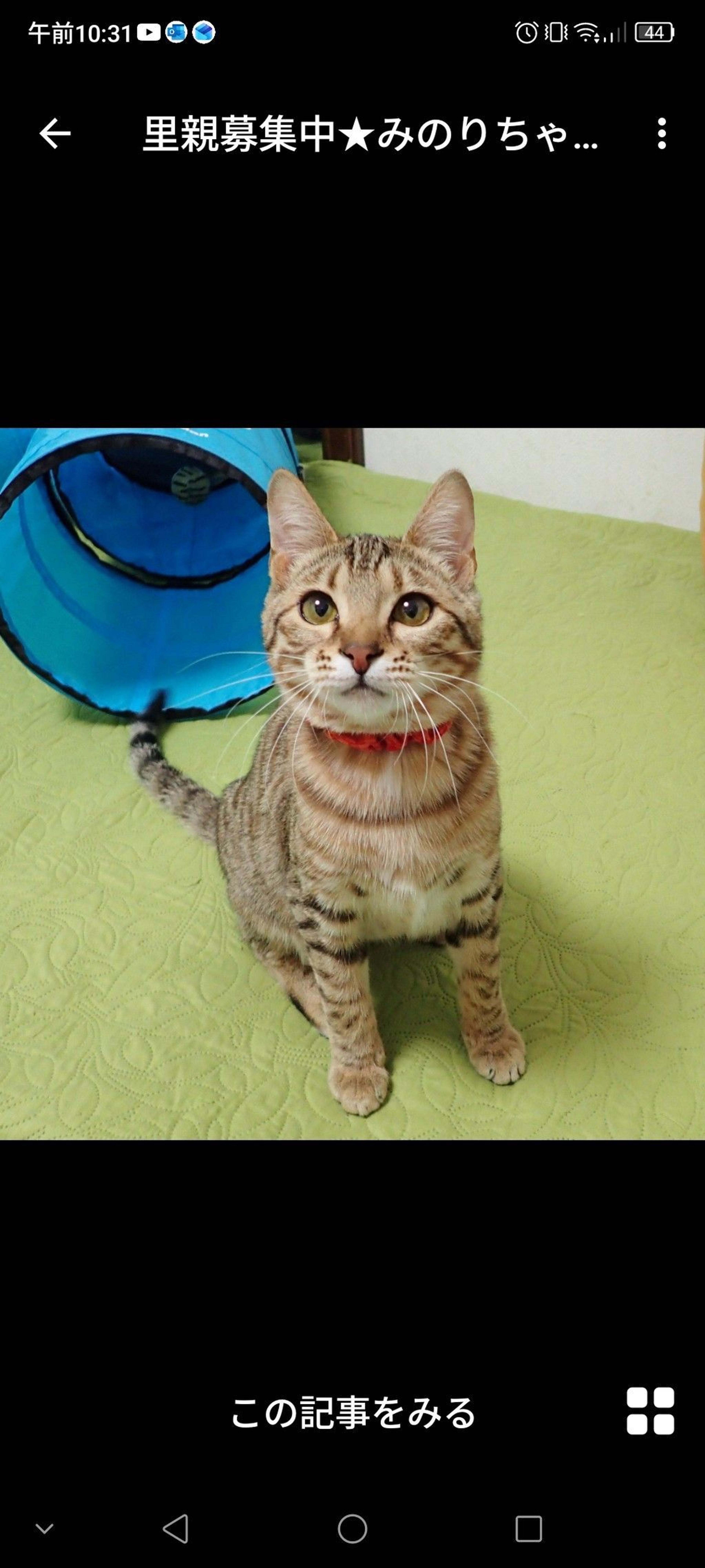 pet-image-3