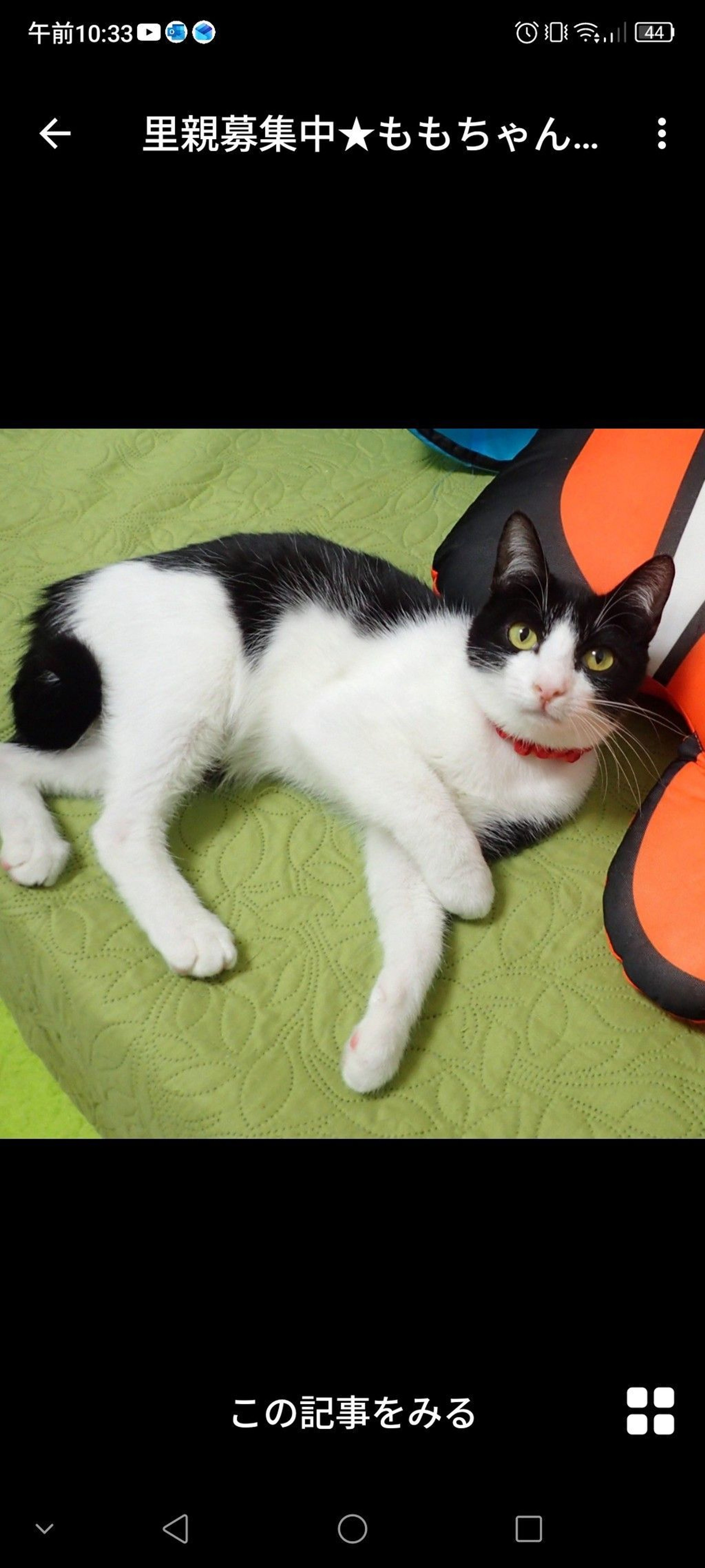 雑種（ミックス猫）・メスの里親募集の写真