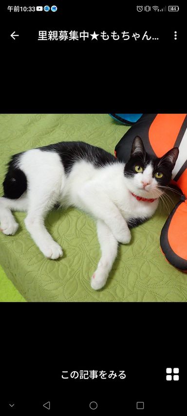 雑種（ミックス猫）・メスの里親募集の写真