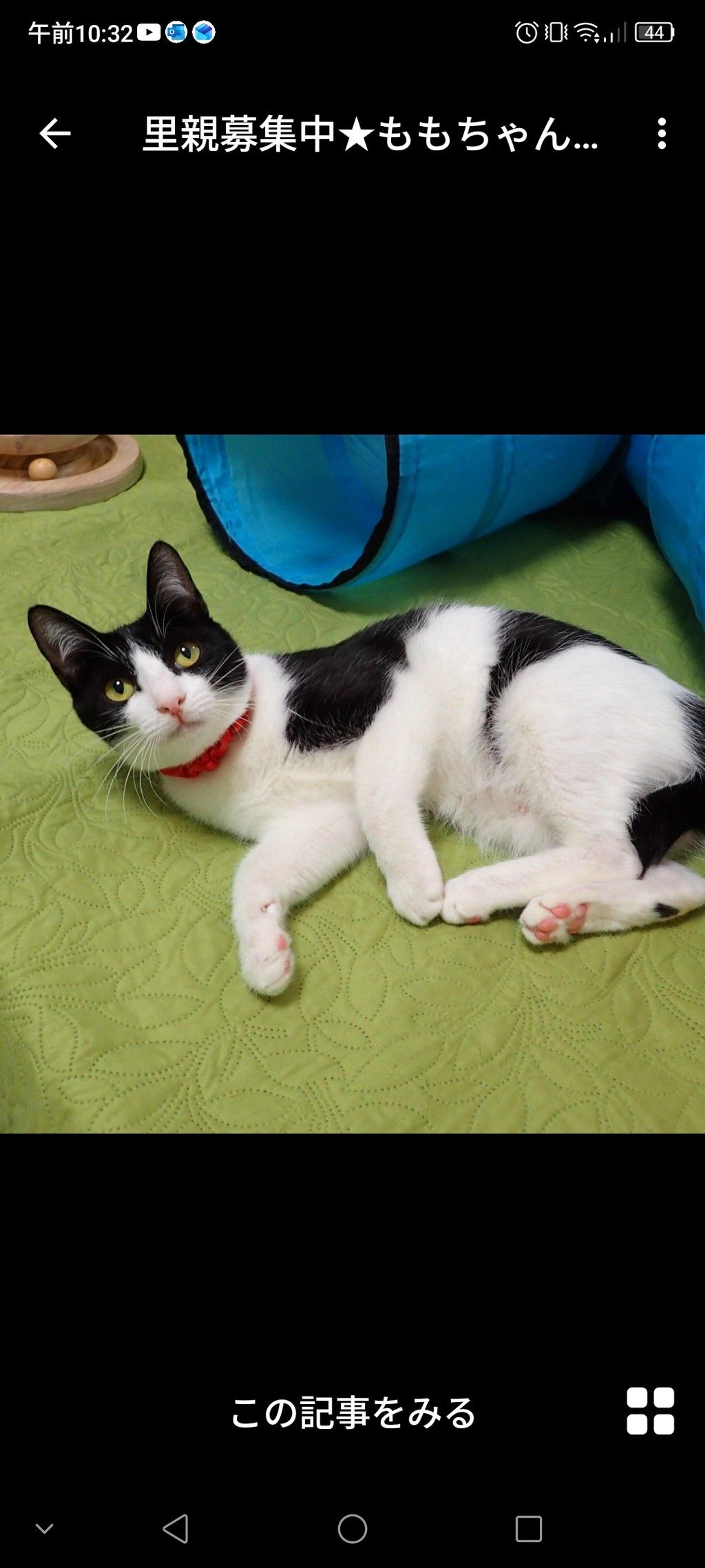 pet-image-2