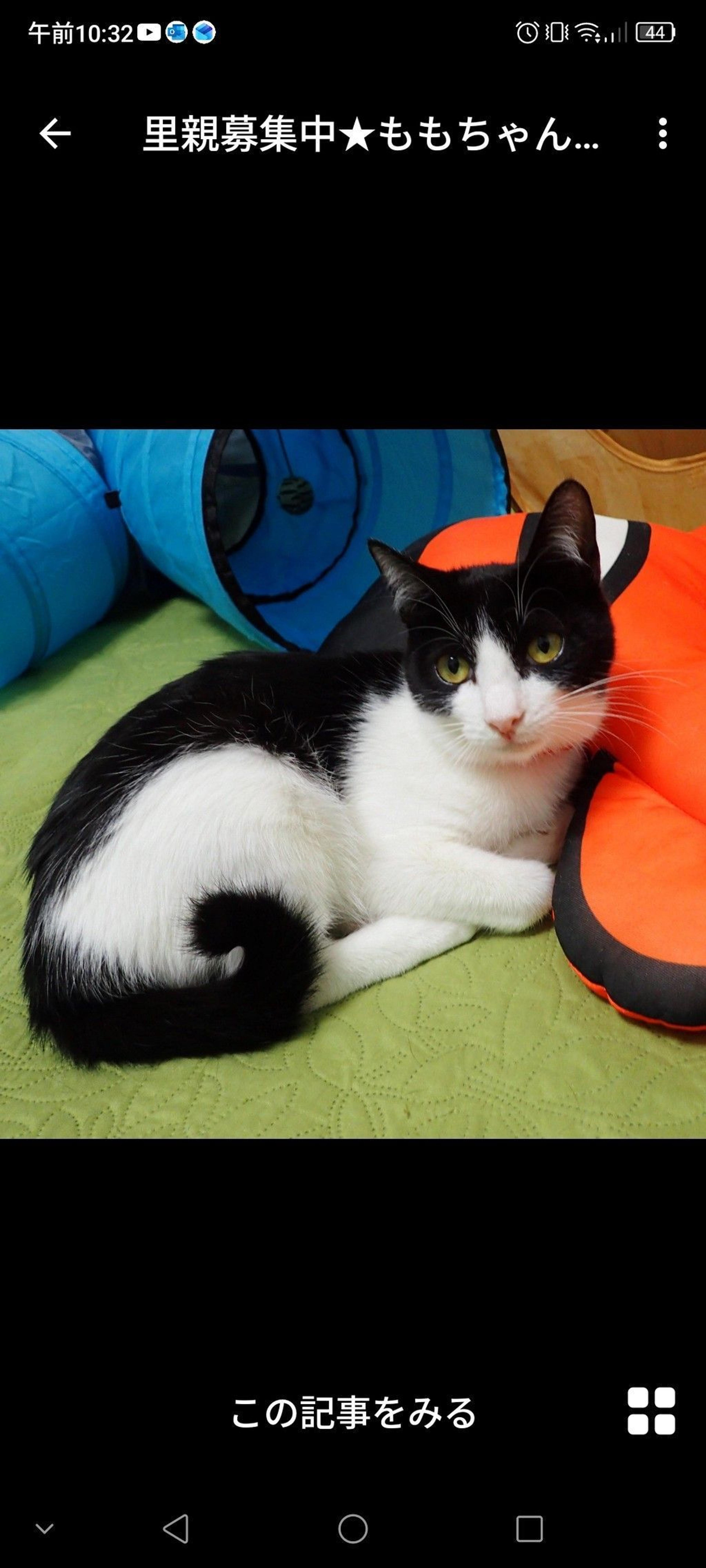 pet-image-3