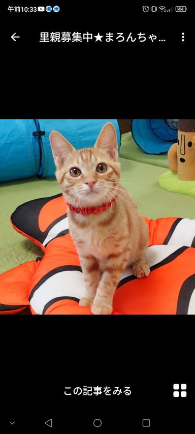 雑種（ミックス猫）・メスの里親募集の写真